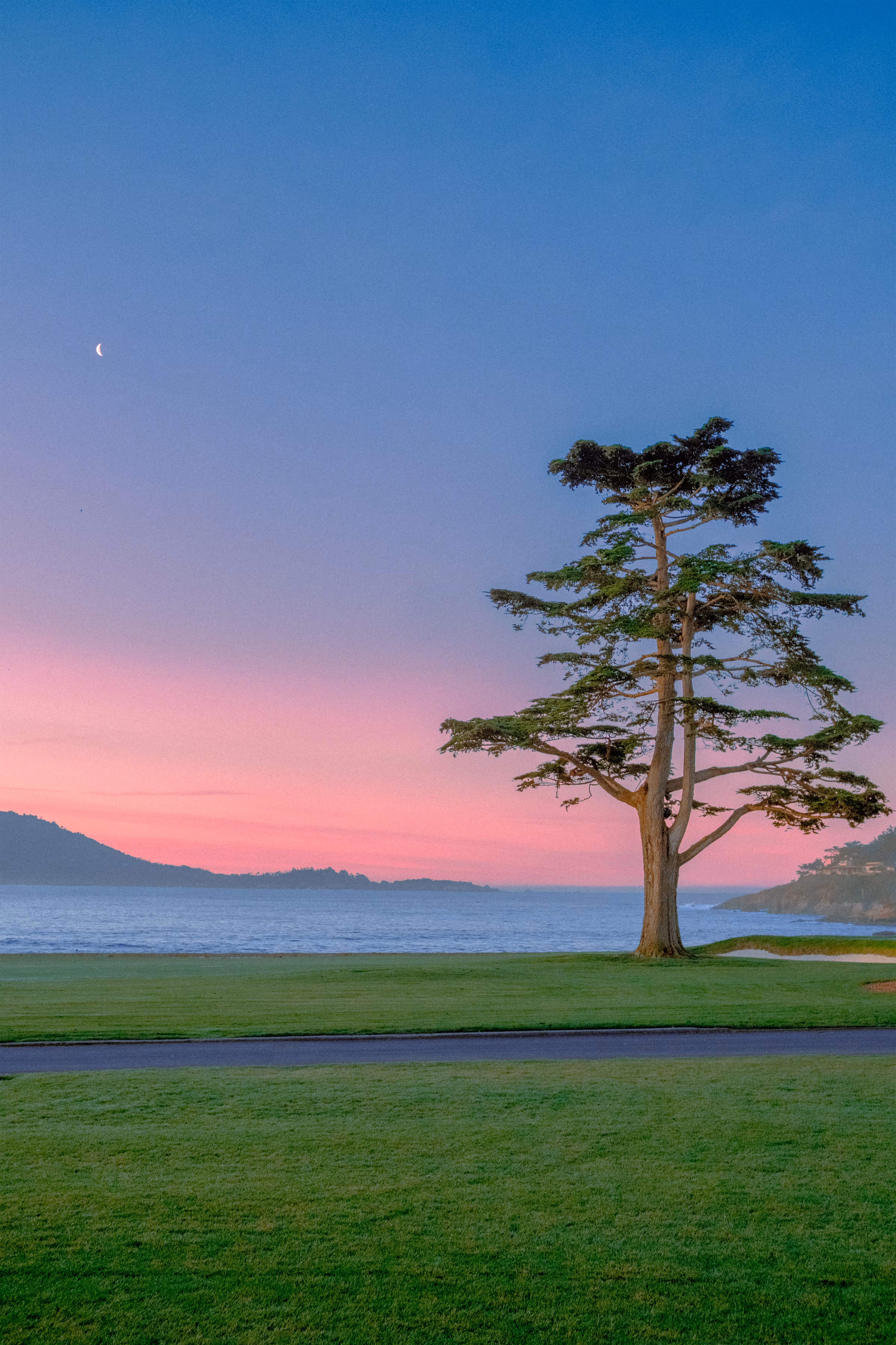 The Lone Cypress