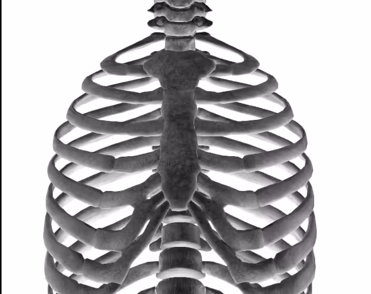 Column and ribs