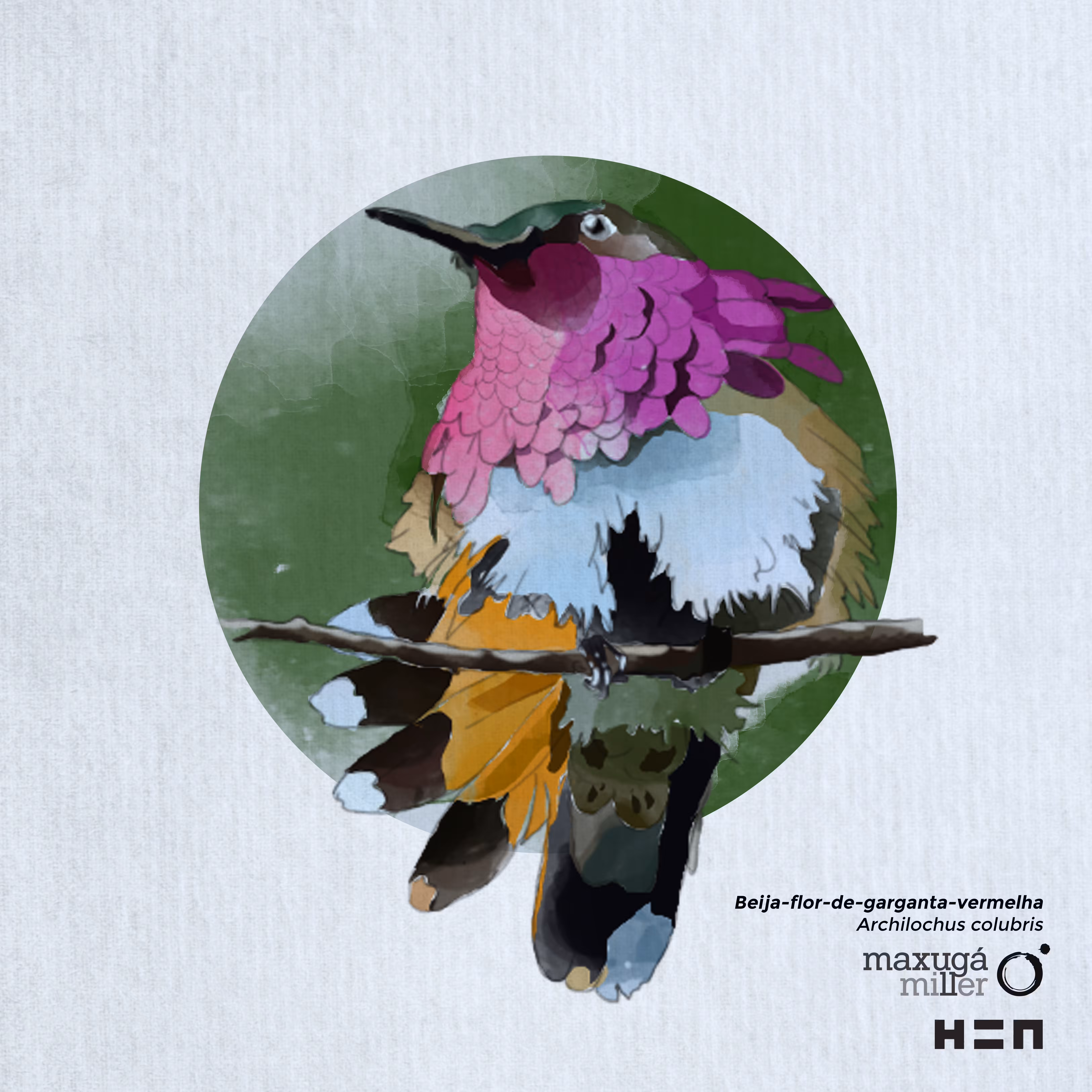 "Beija-flor-do-pescoço-vermelho" - Red Neck Hummingbird