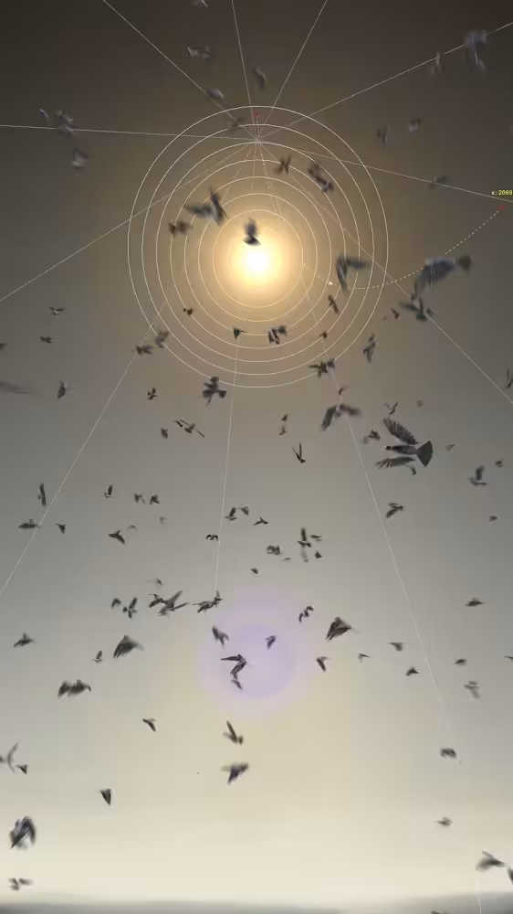 11 am 237 birds