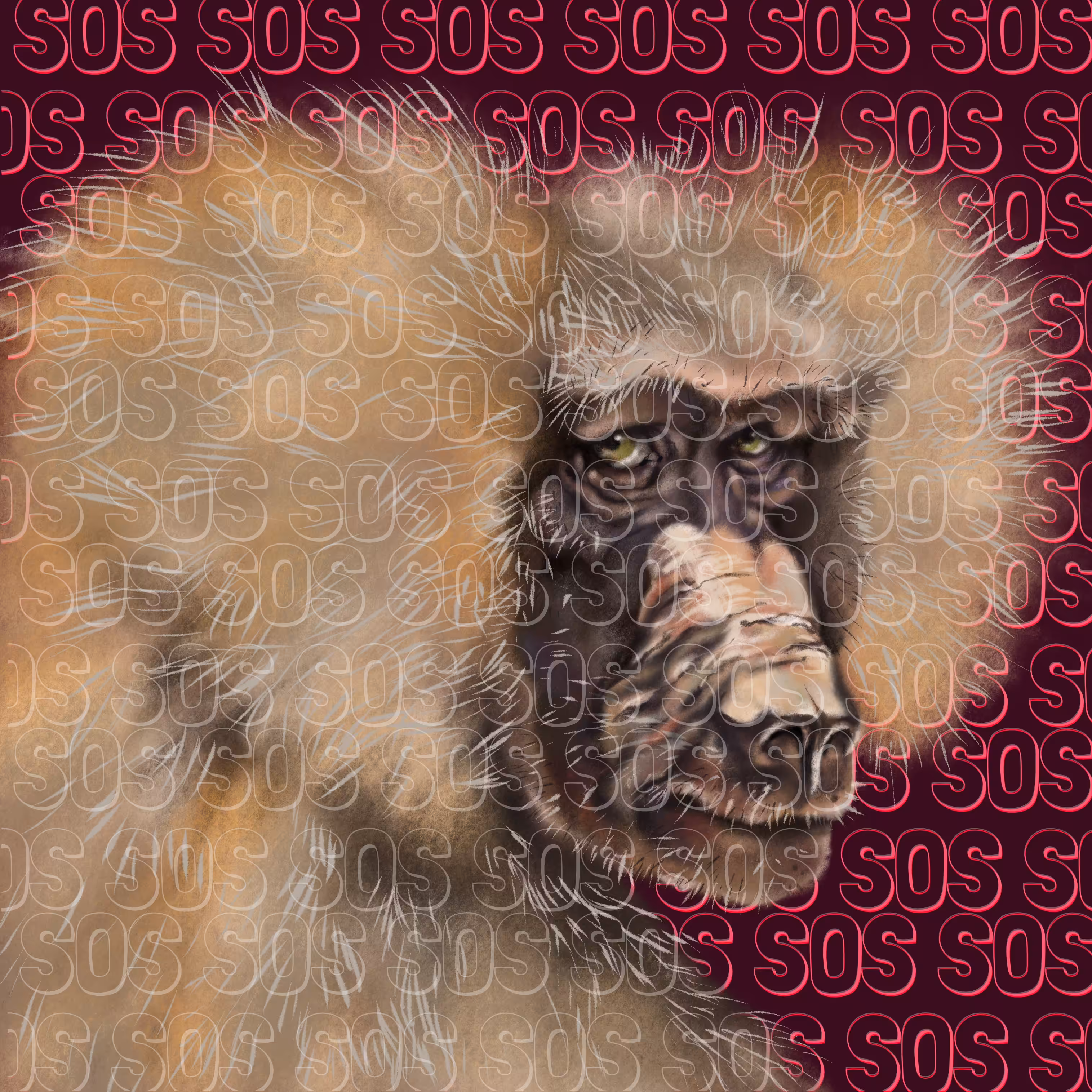  Chacma male baboon
