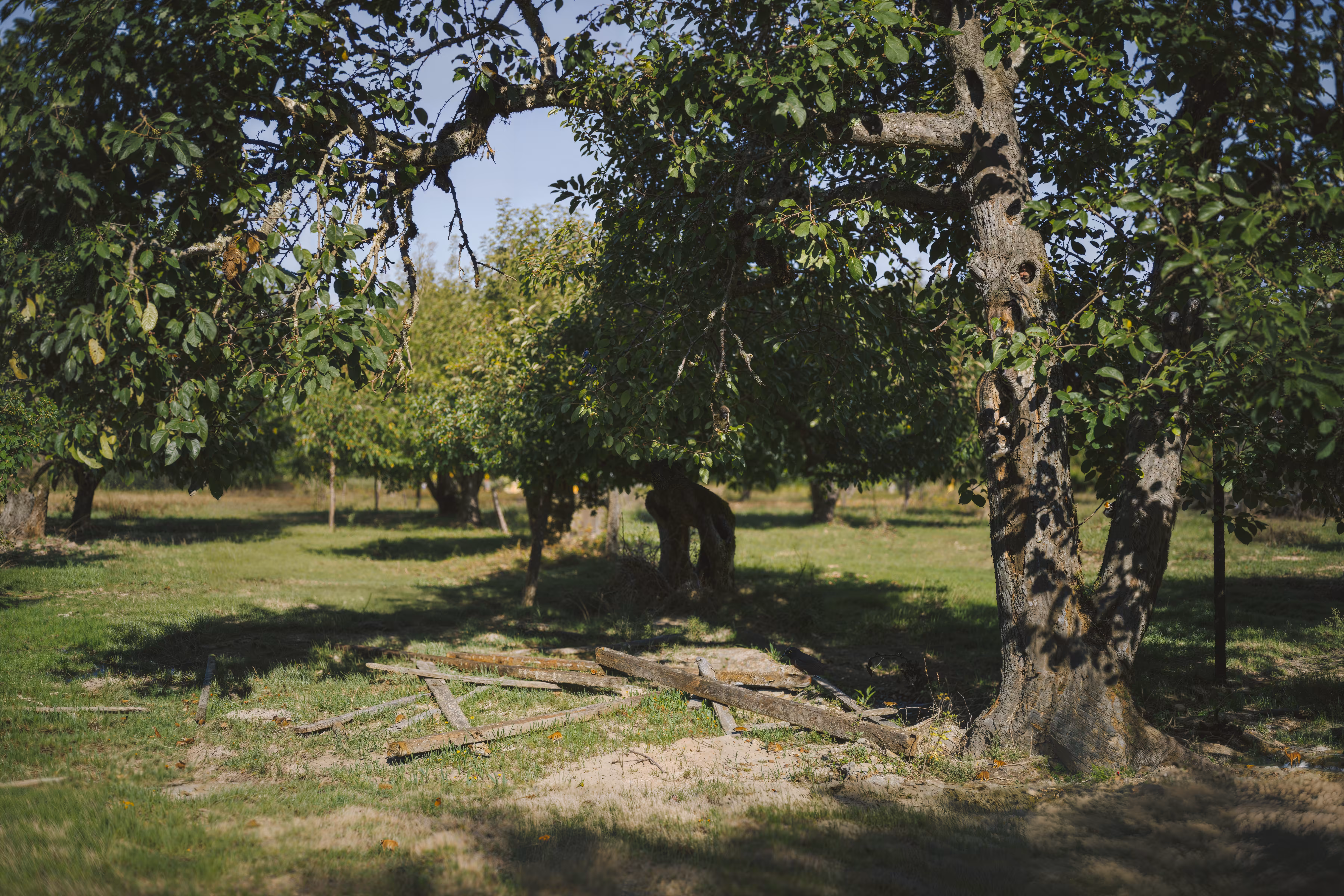 Field Observation No. 19: Evidence of Material Persistence Within Organic Systems