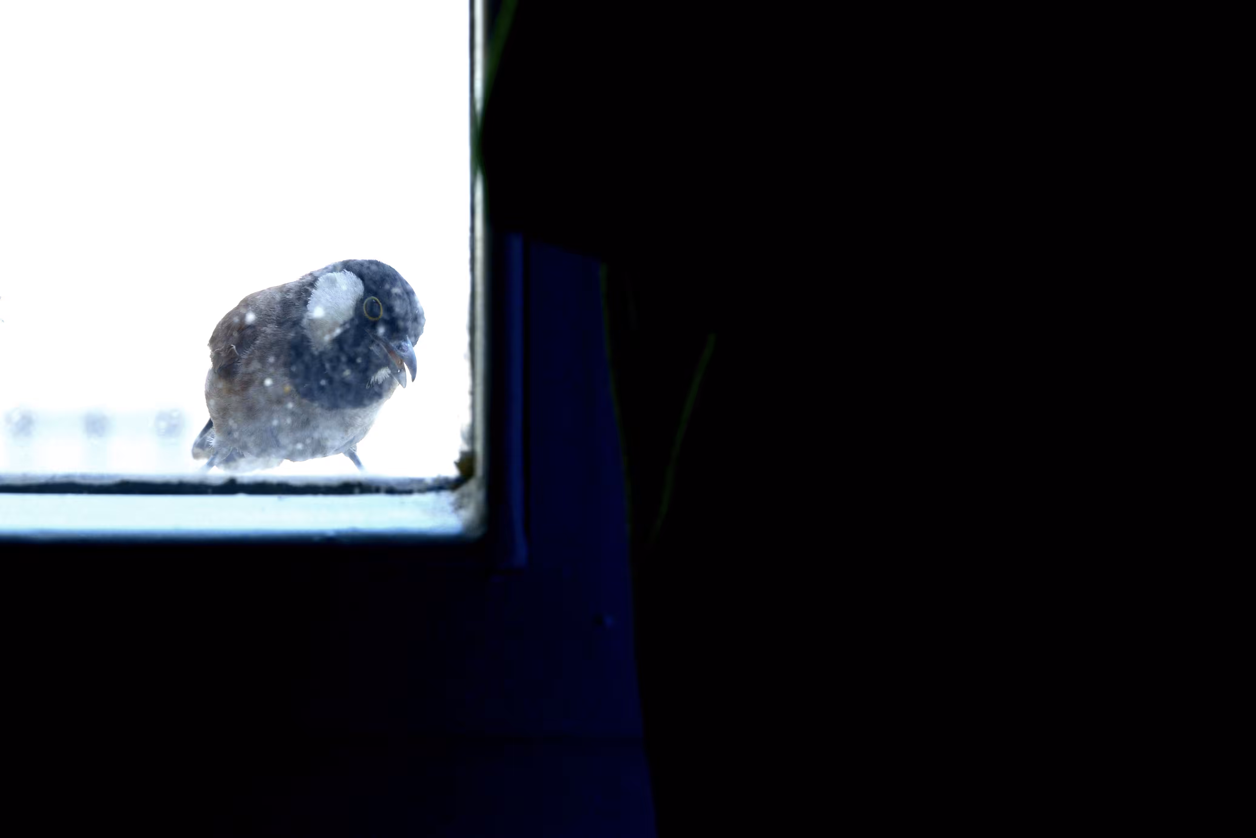 MY VIEWFINDER: Curious bird