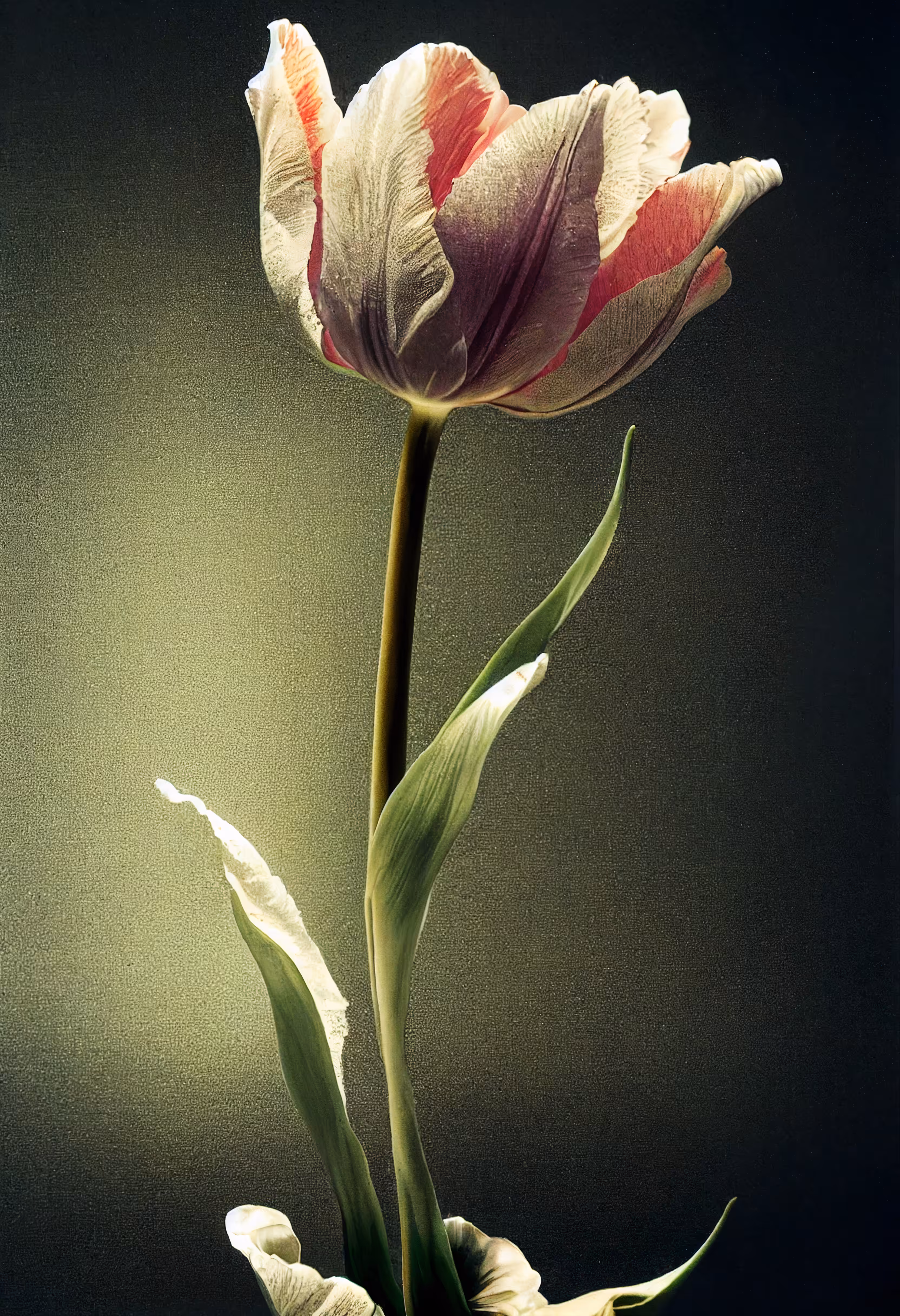 A Flower, Just For You. #141