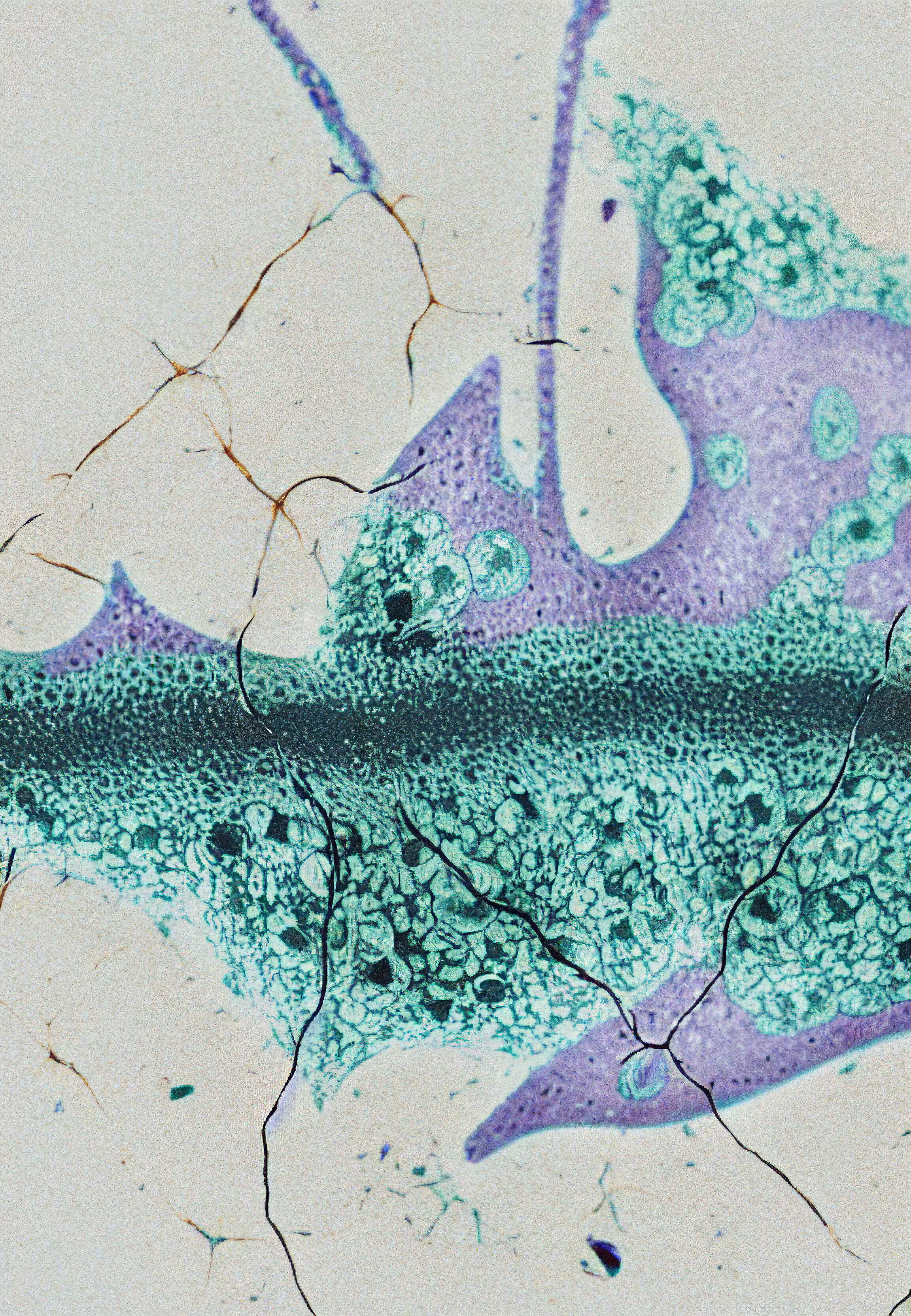 In Vivo, In Vitro, In Silico: Histologia In Silico #171
