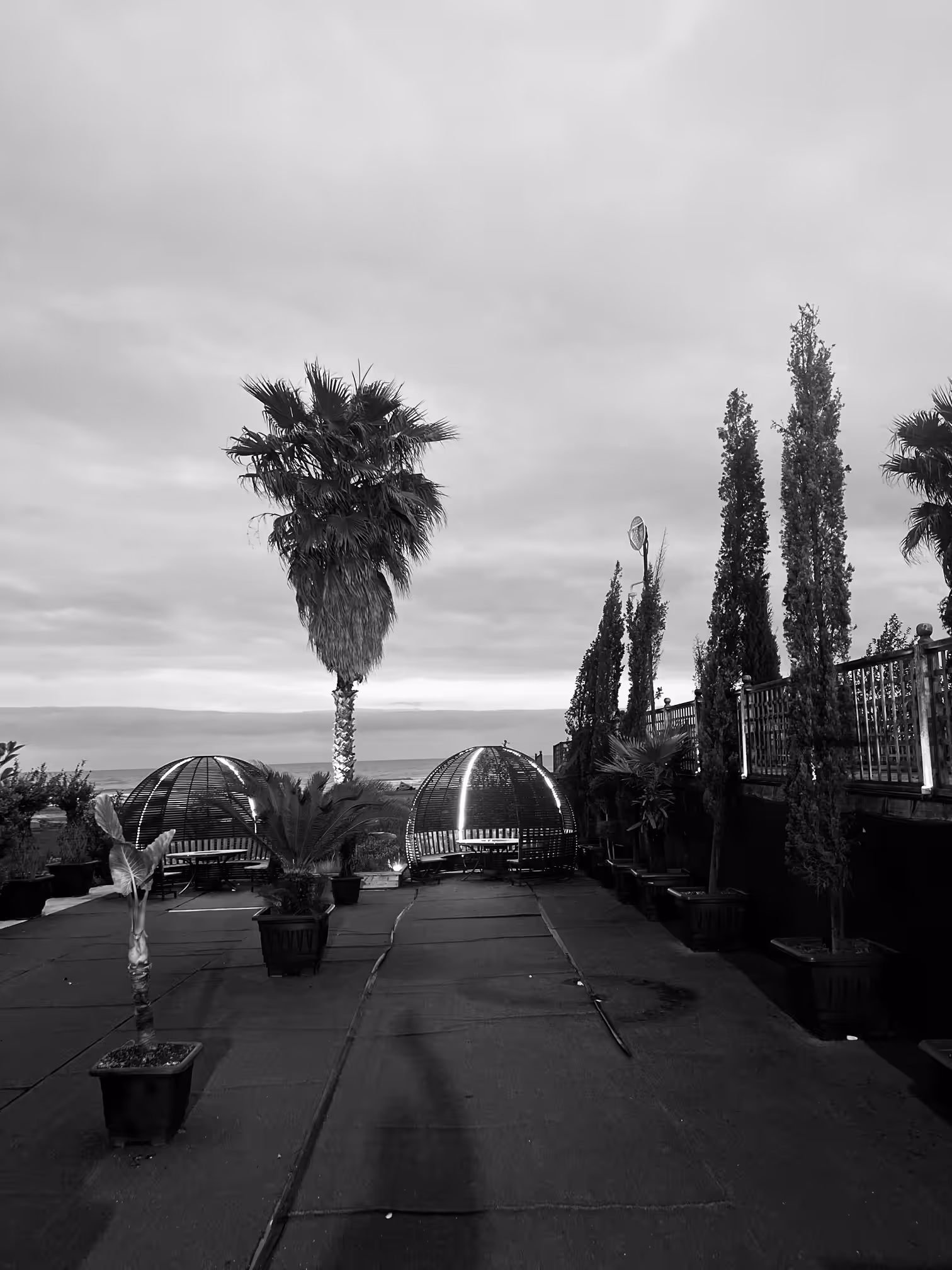 Palm tree