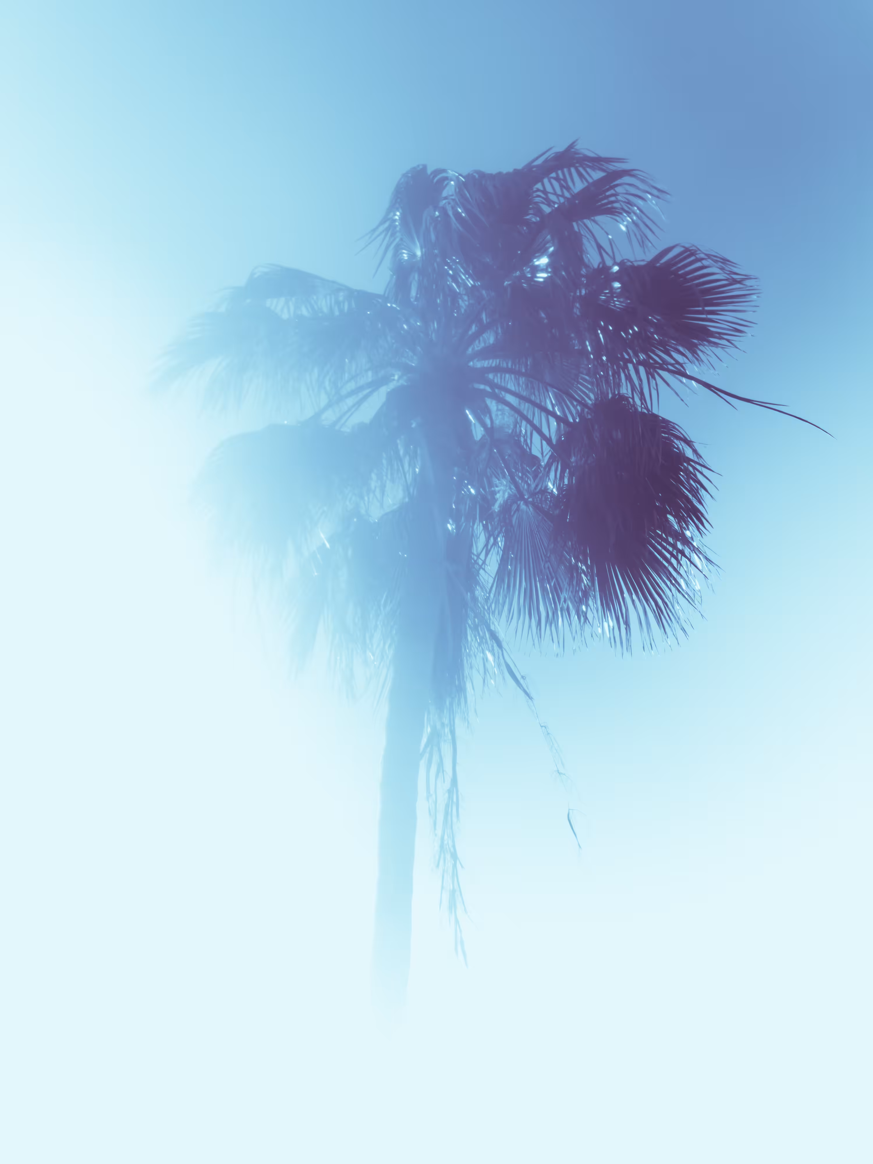 Palm #4