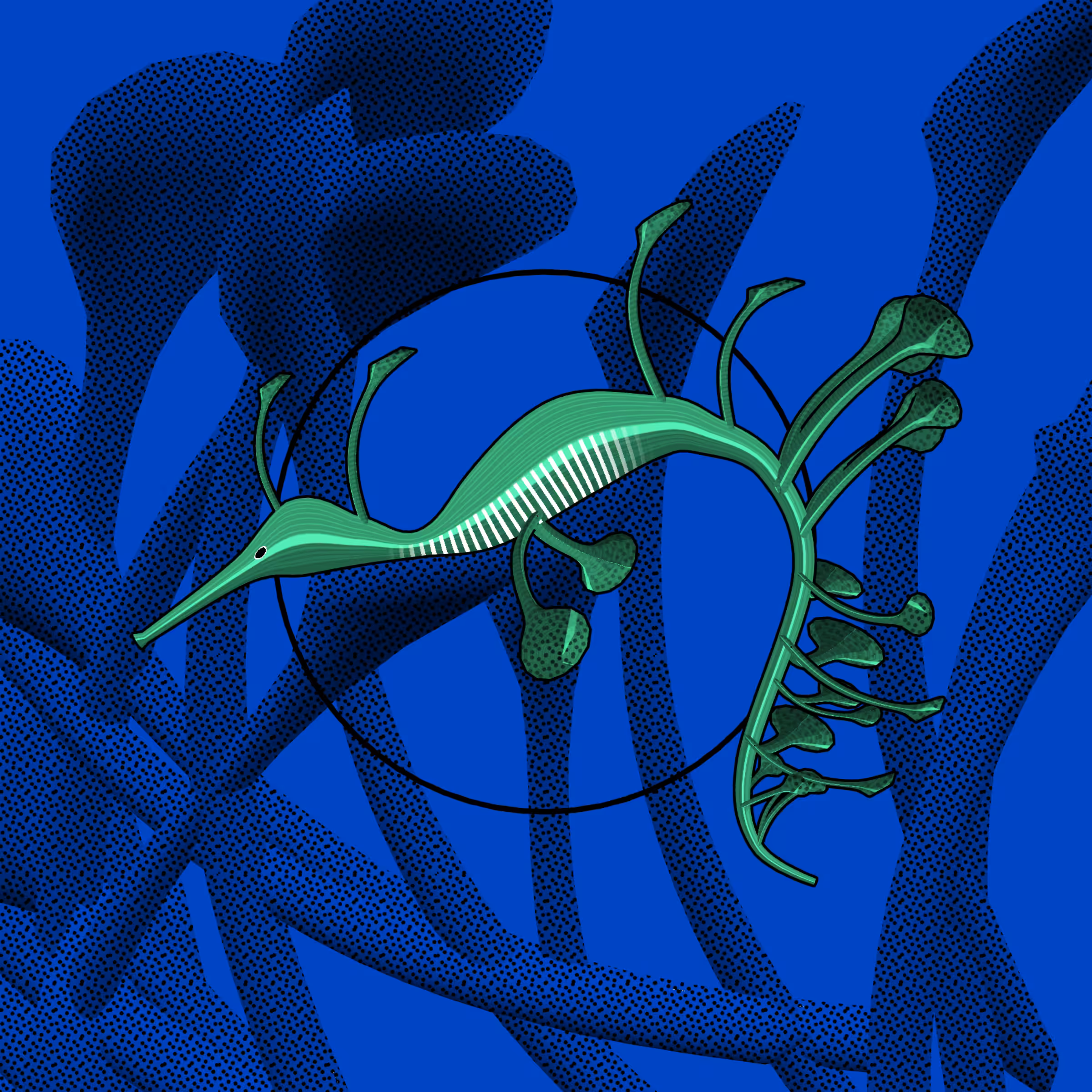 Seadragons #438
