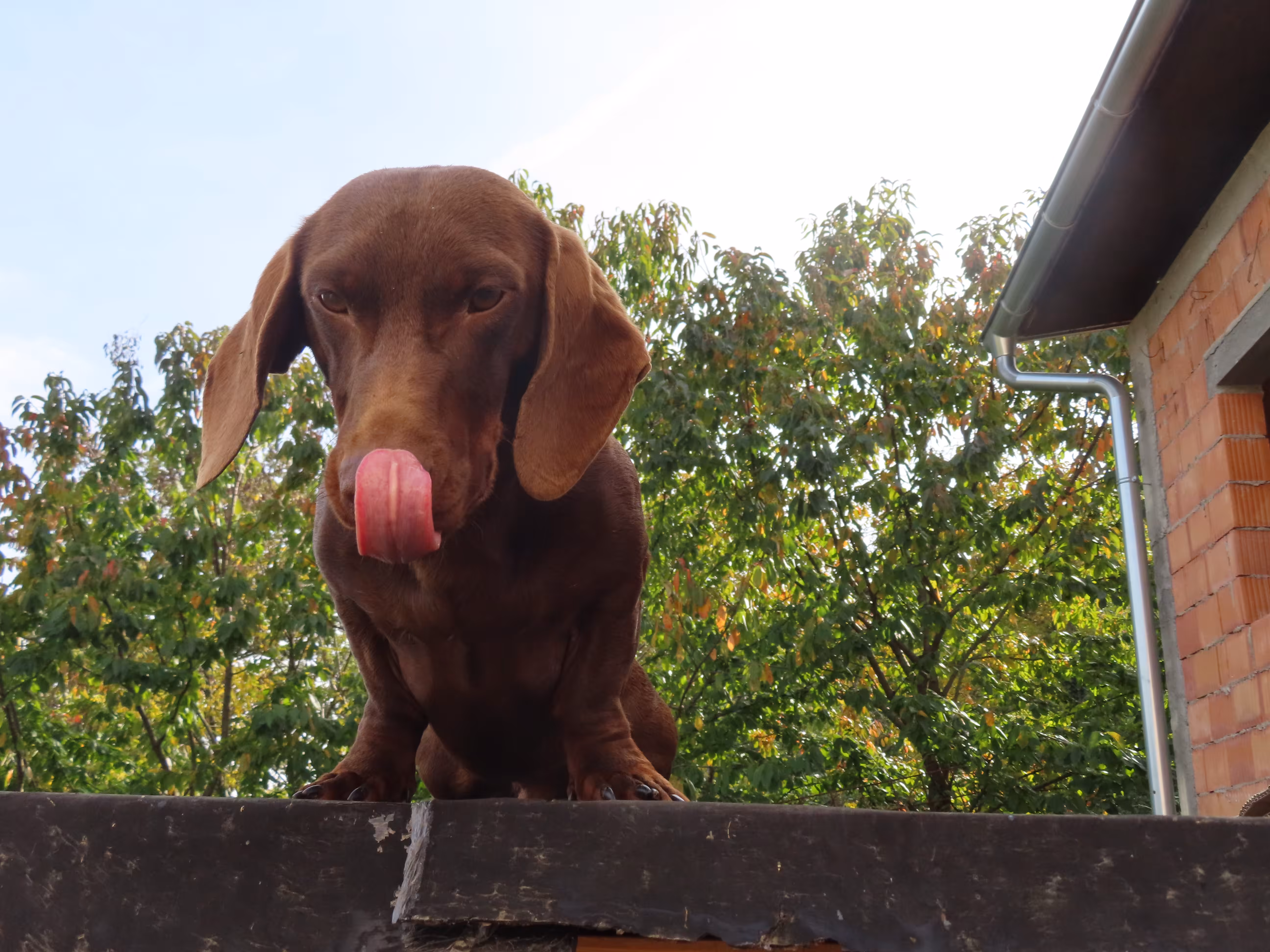Rocky PP #1
