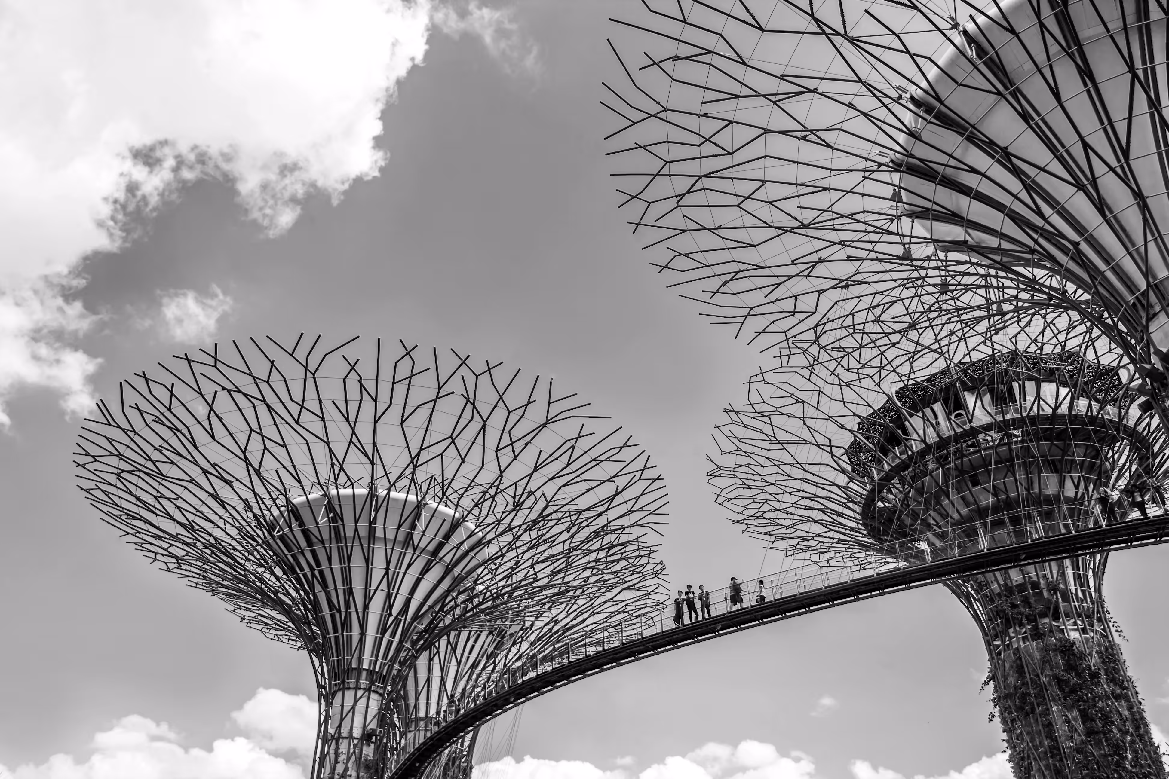 B&W Photography: Tree of future. 