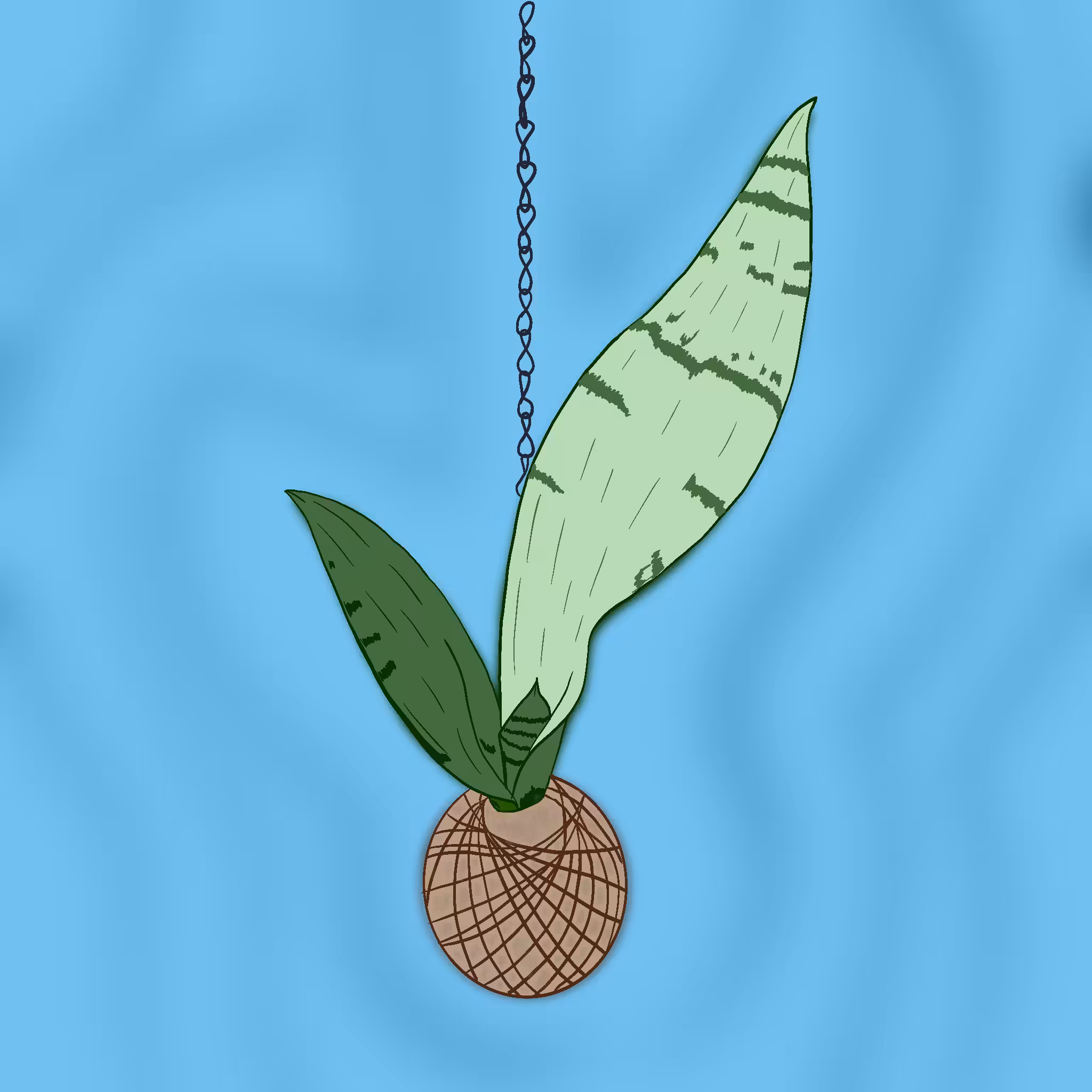 #3 / sansevieria moonshine in kokedama