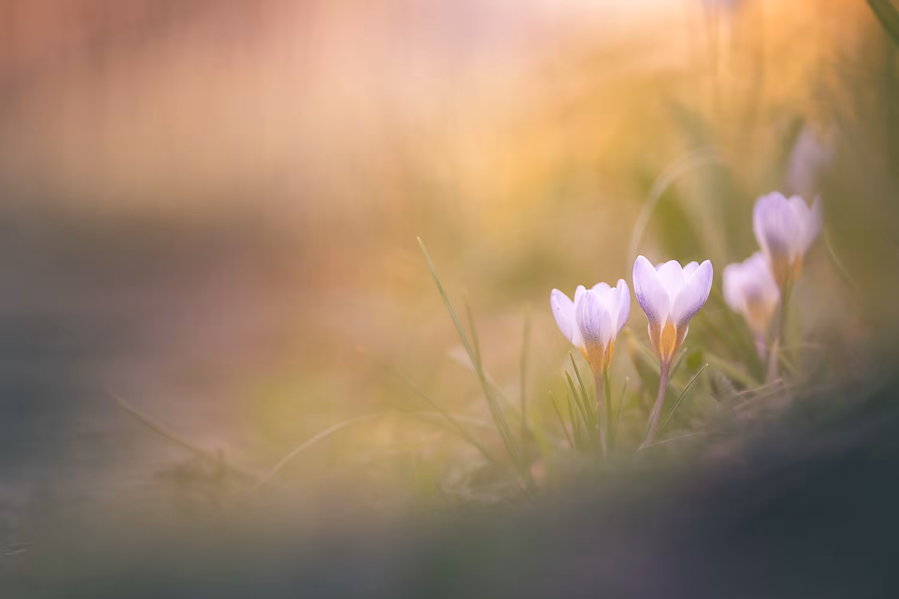 Crocus#35