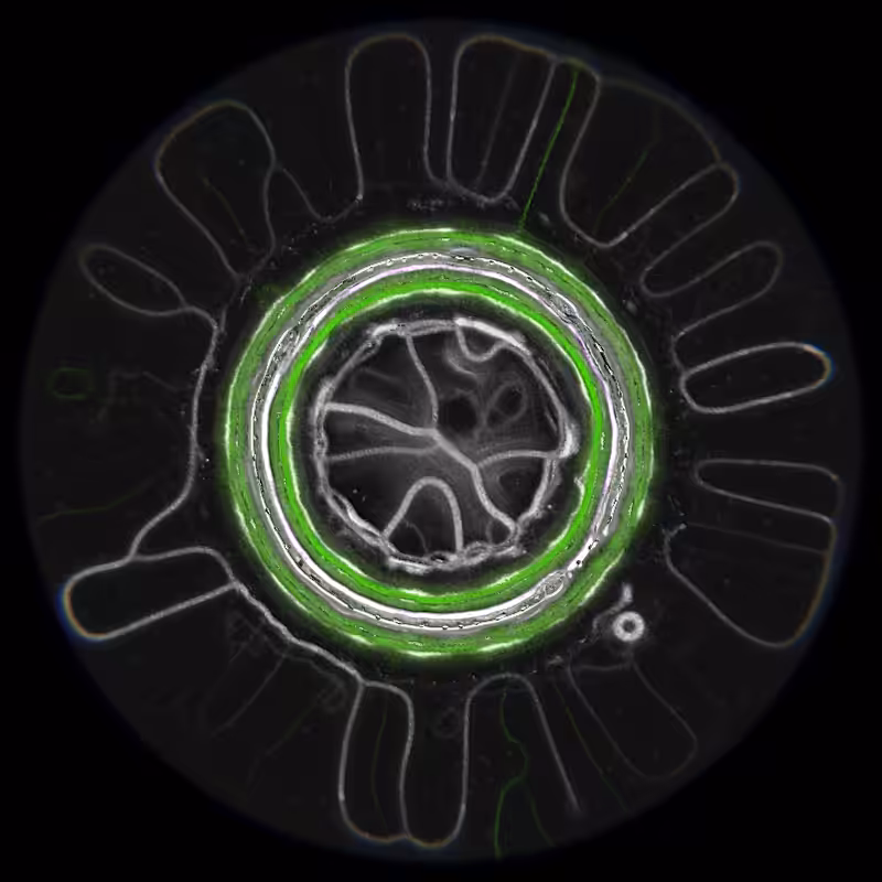 Ethereal Microcosm #6