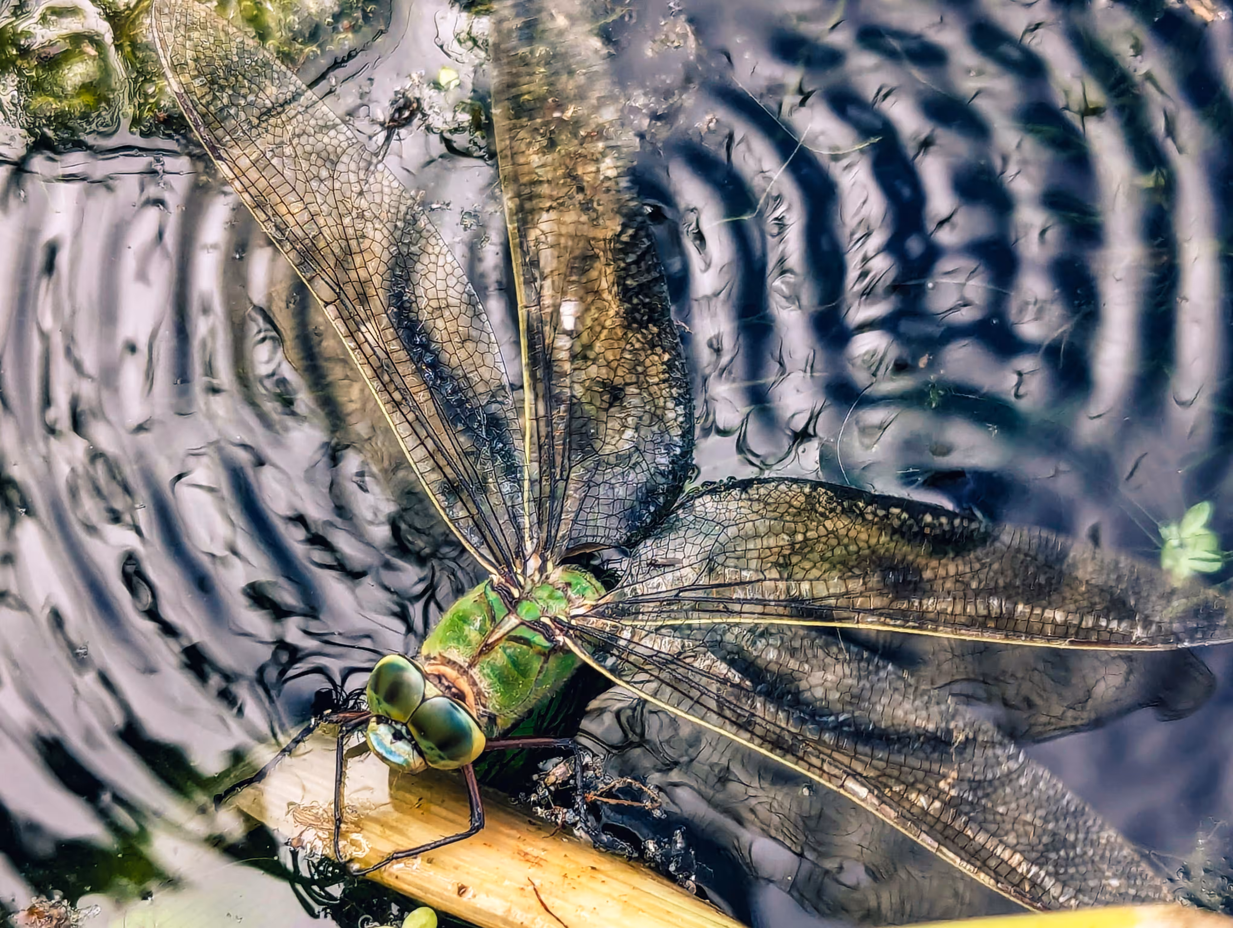 Oscillations of the dragon