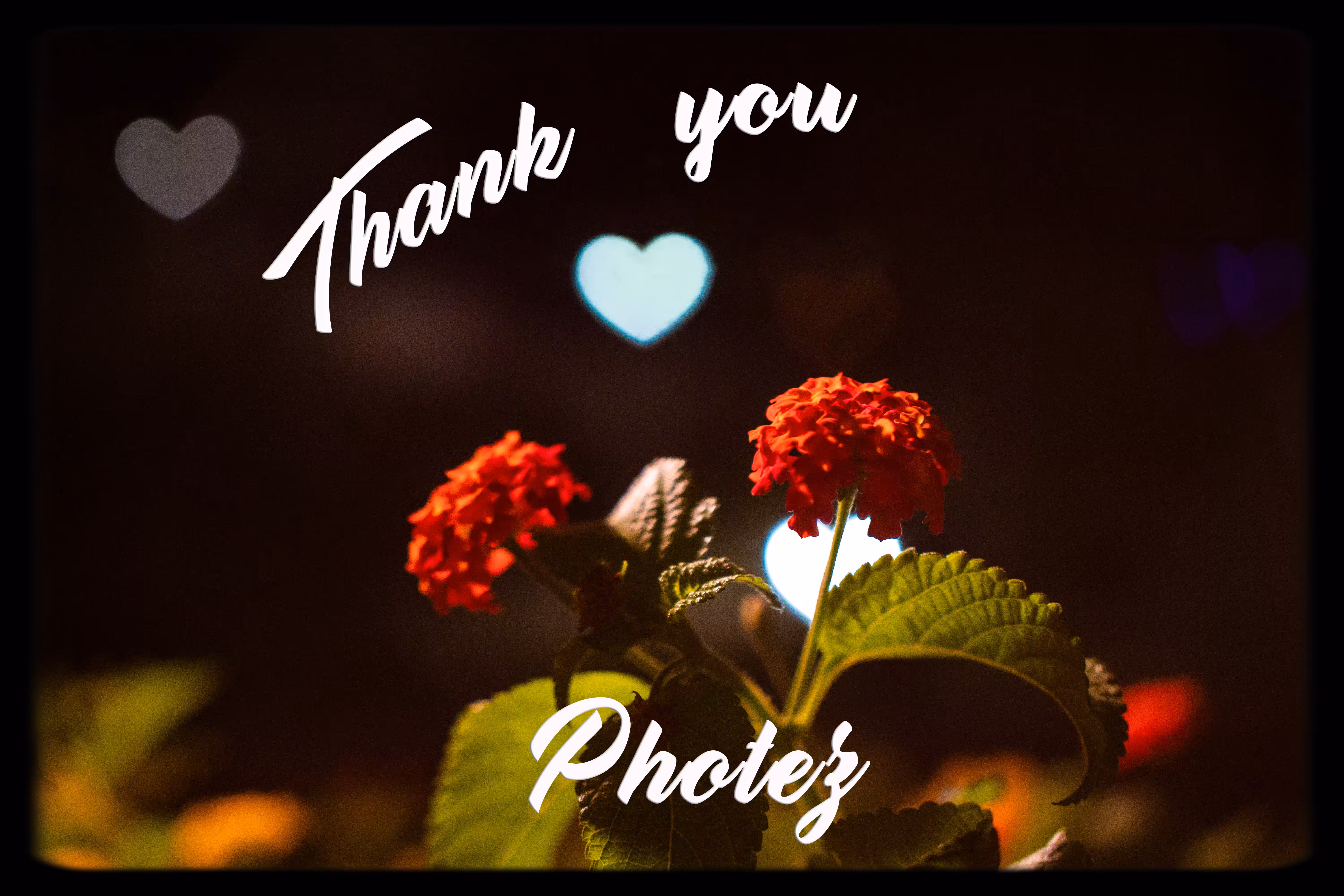 Thank You Photez