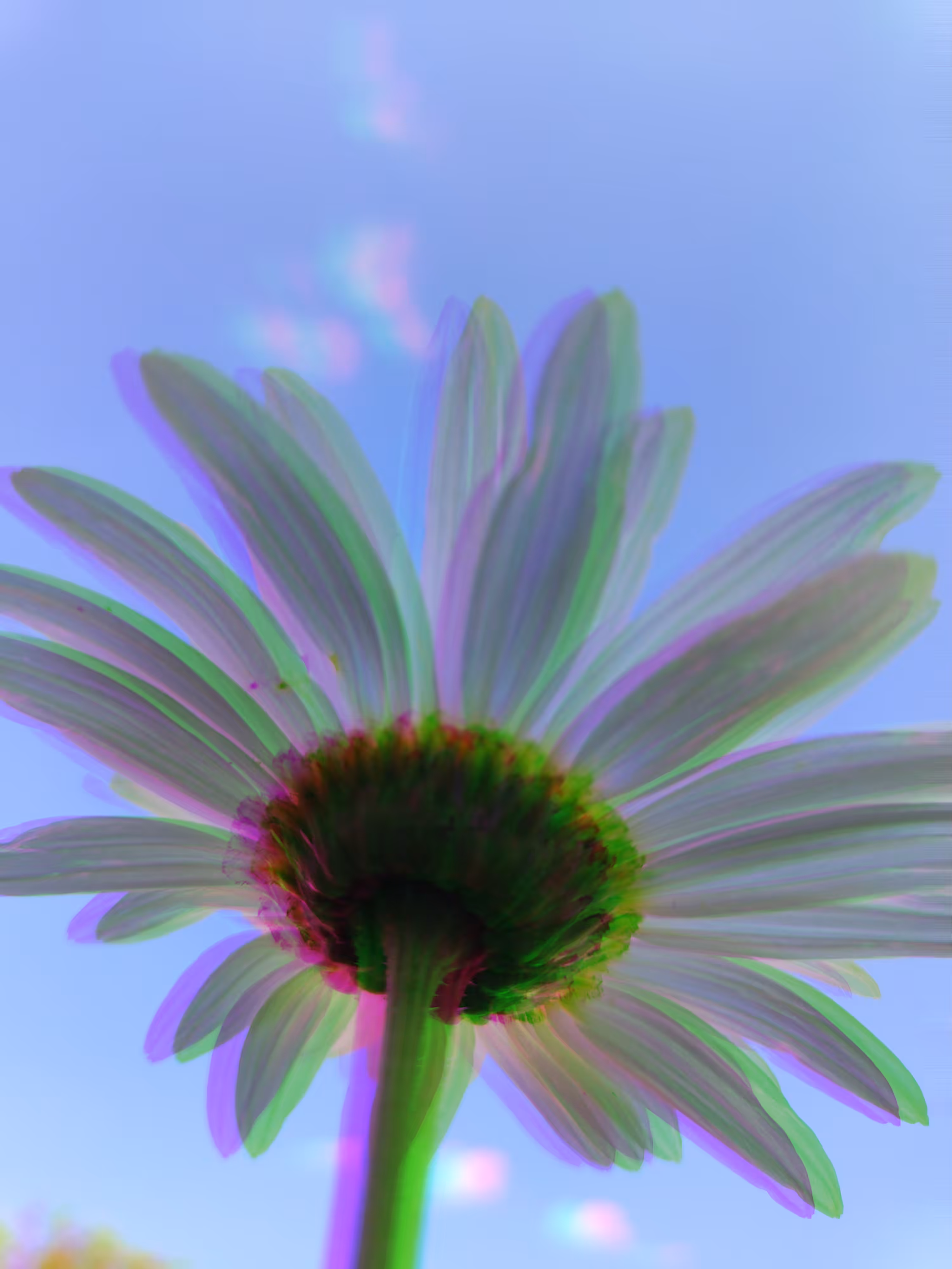 Chamomile