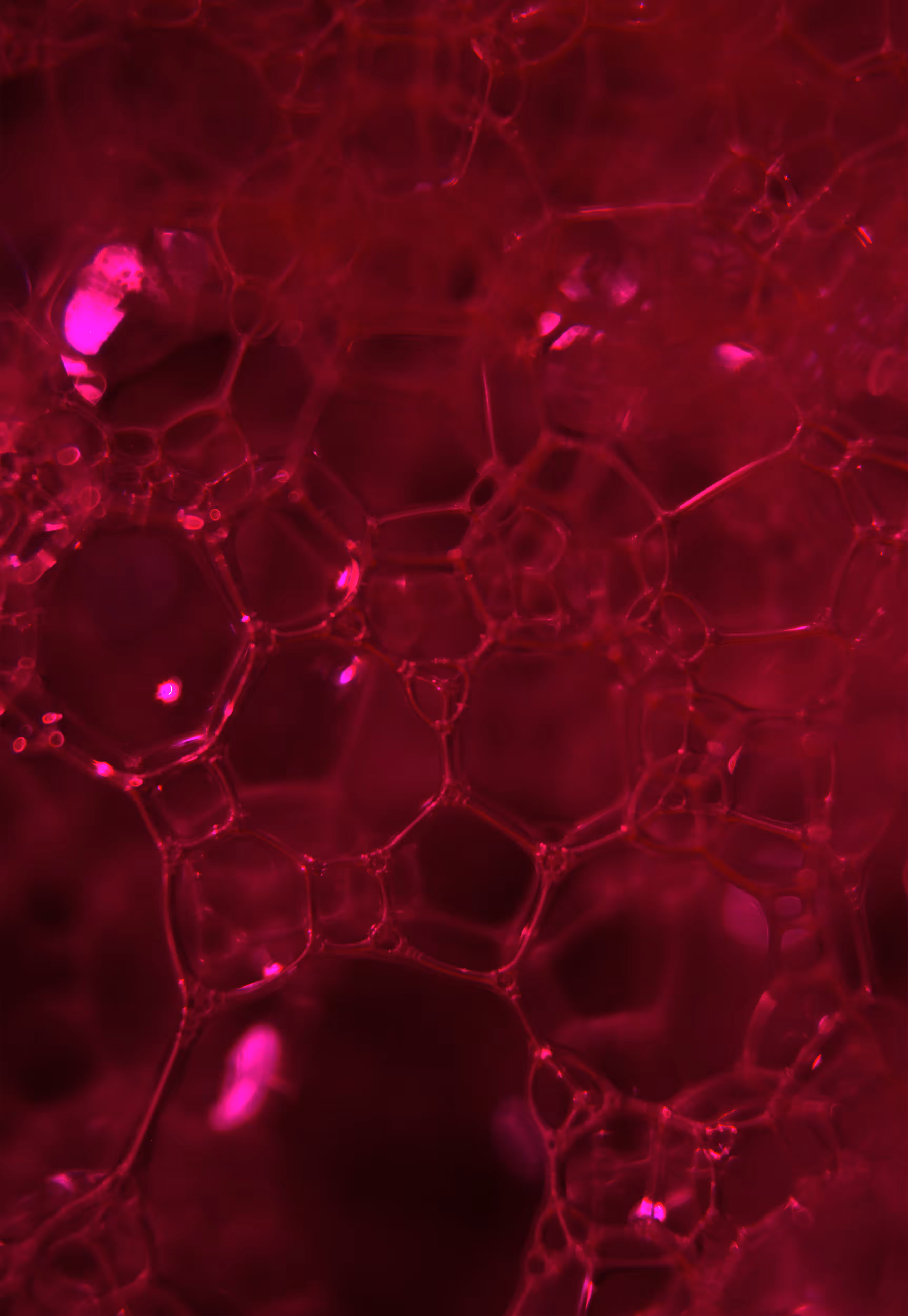 Abstract World of Soap Bubbles: #6 Bubbles