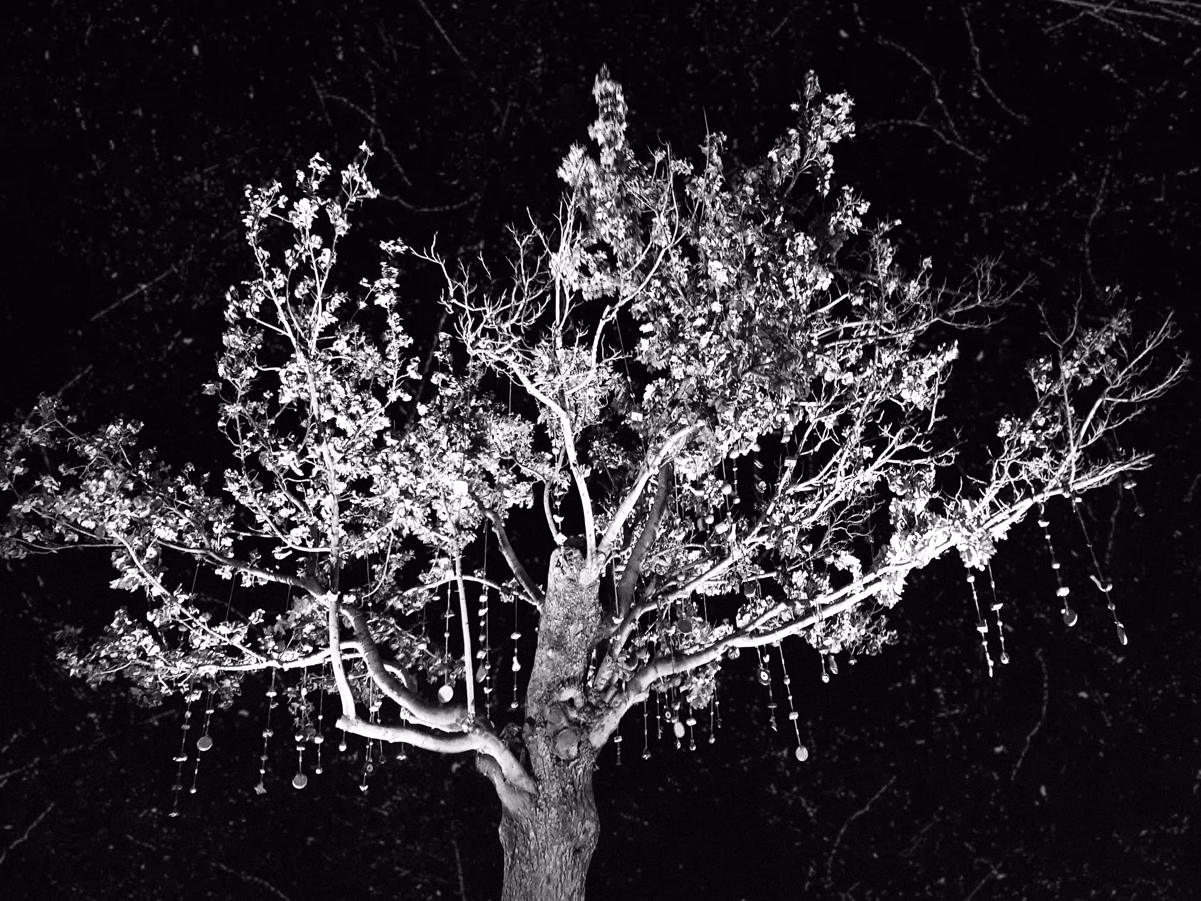 Evil Eye Tree