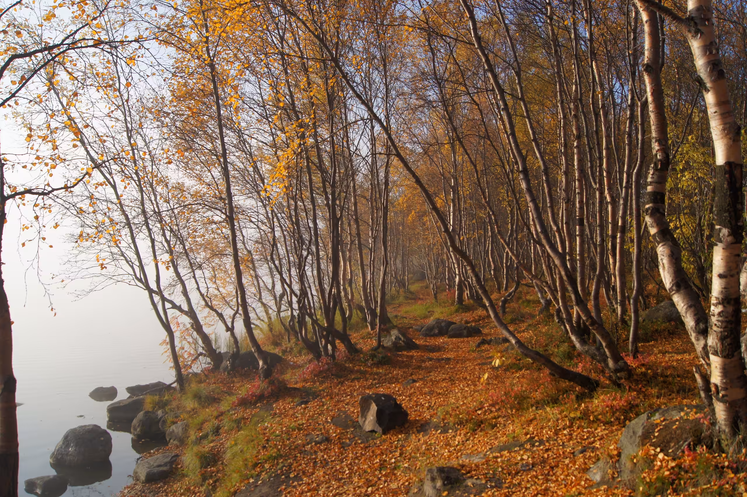 Autumn morning
