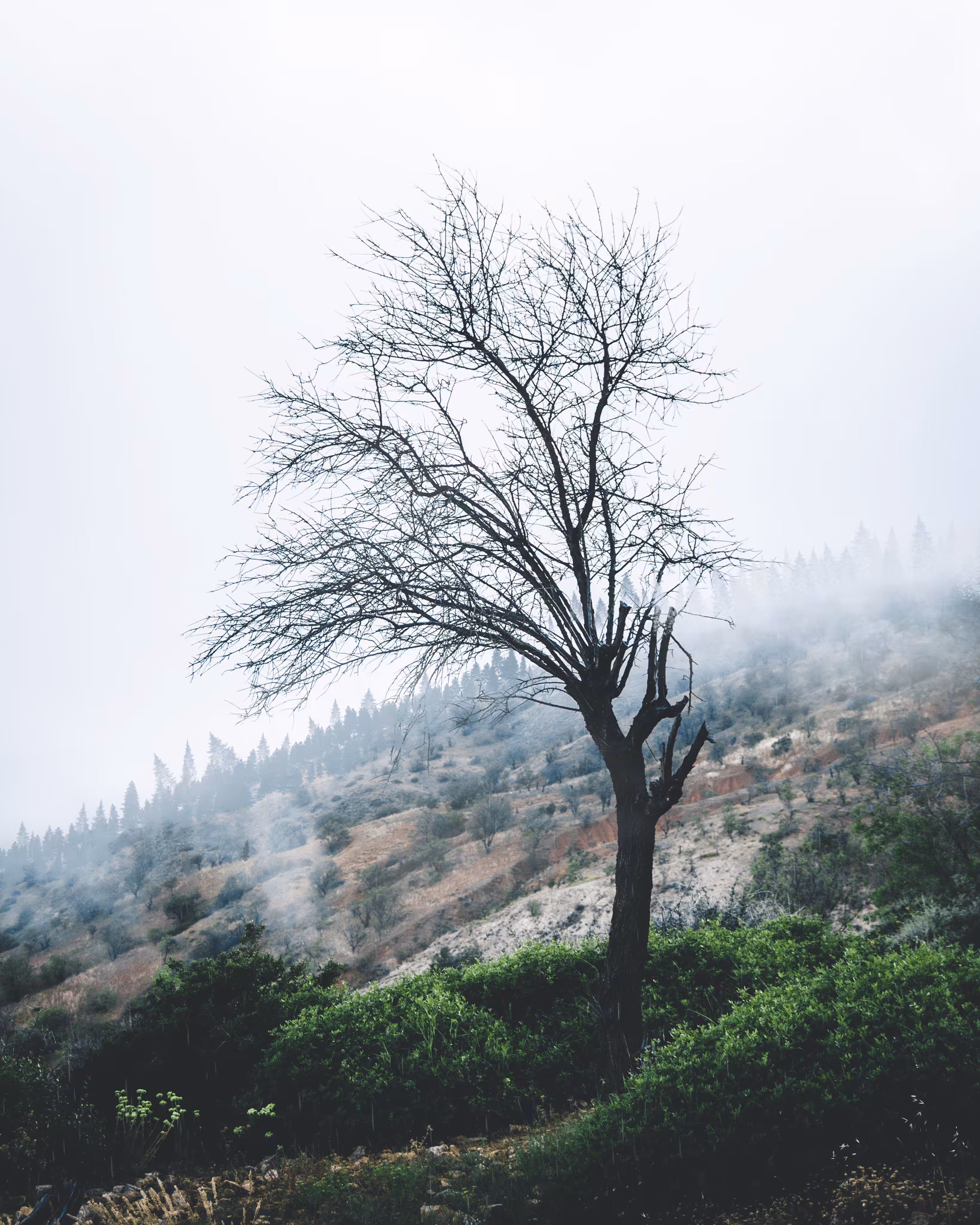 Tree and the Soul