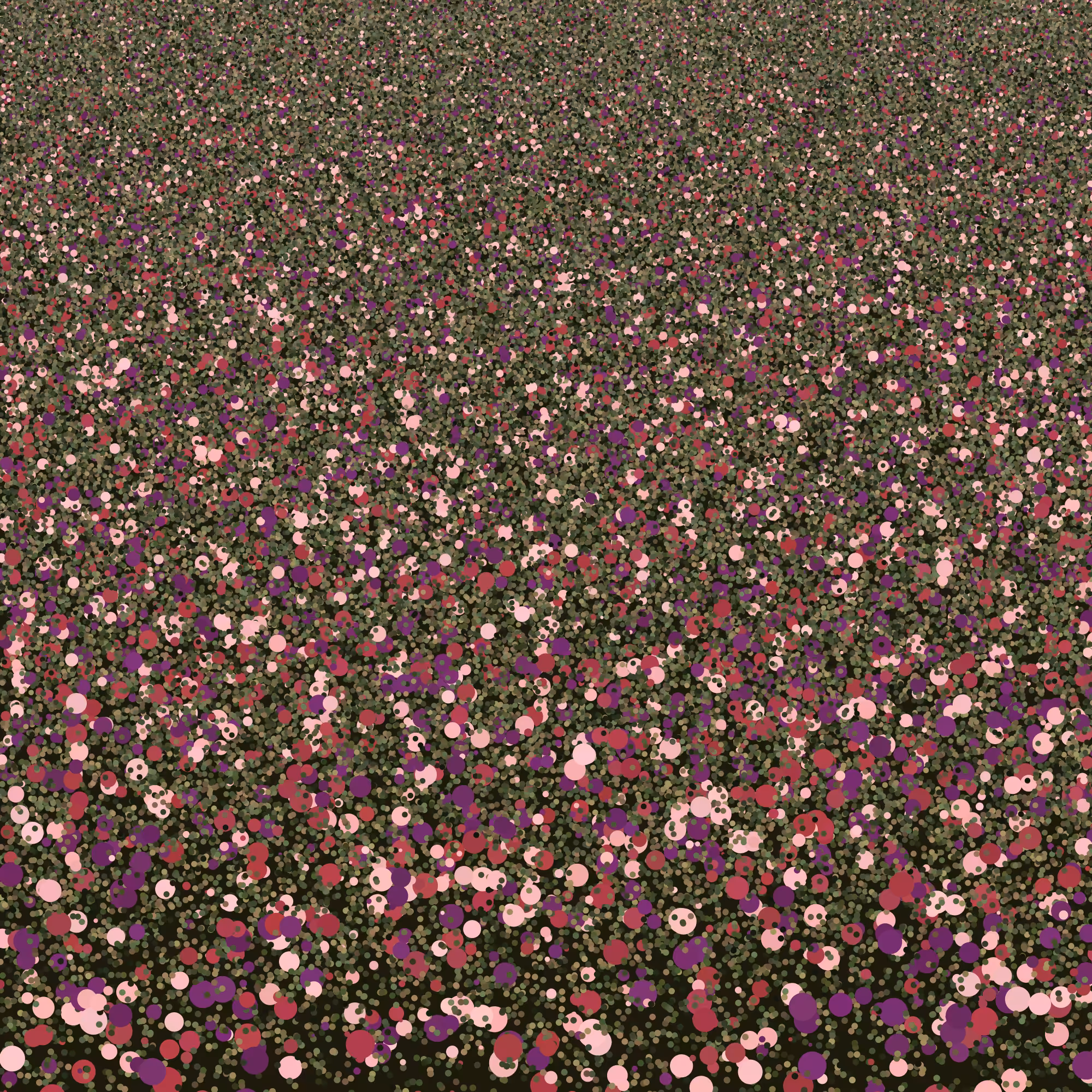 Flowers, Peony