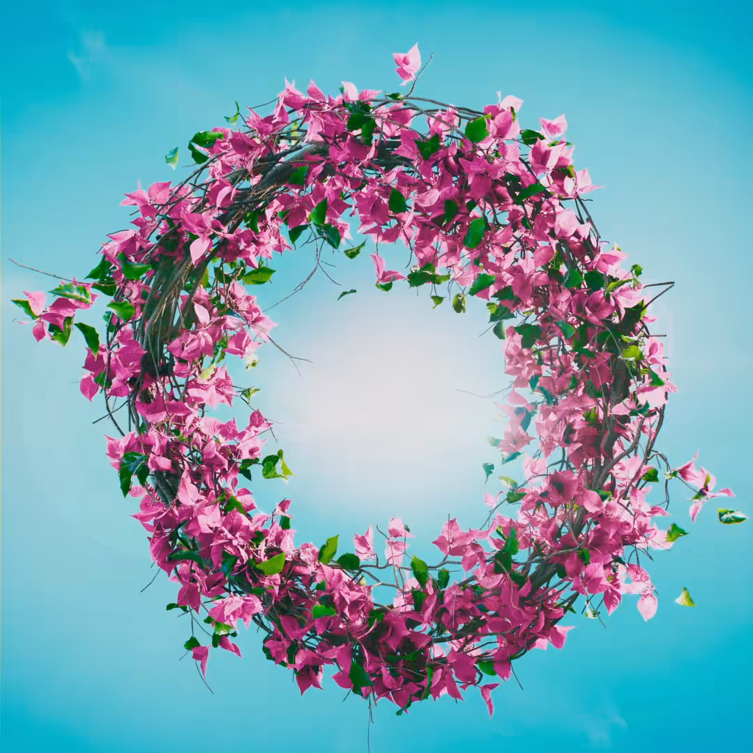 Bougainvillea