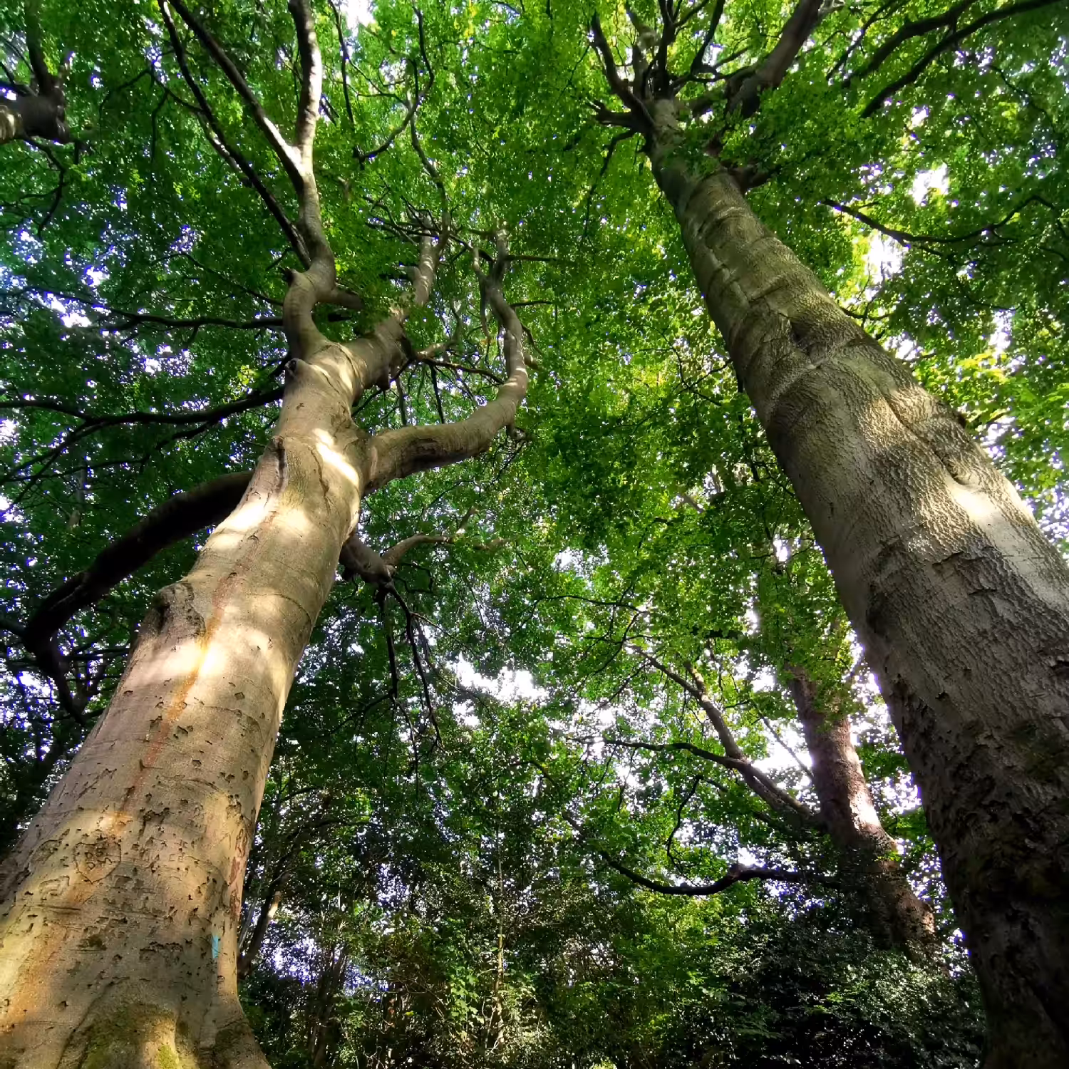 Big Trees