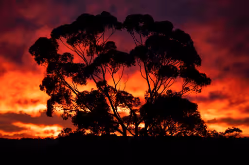 Red Tree