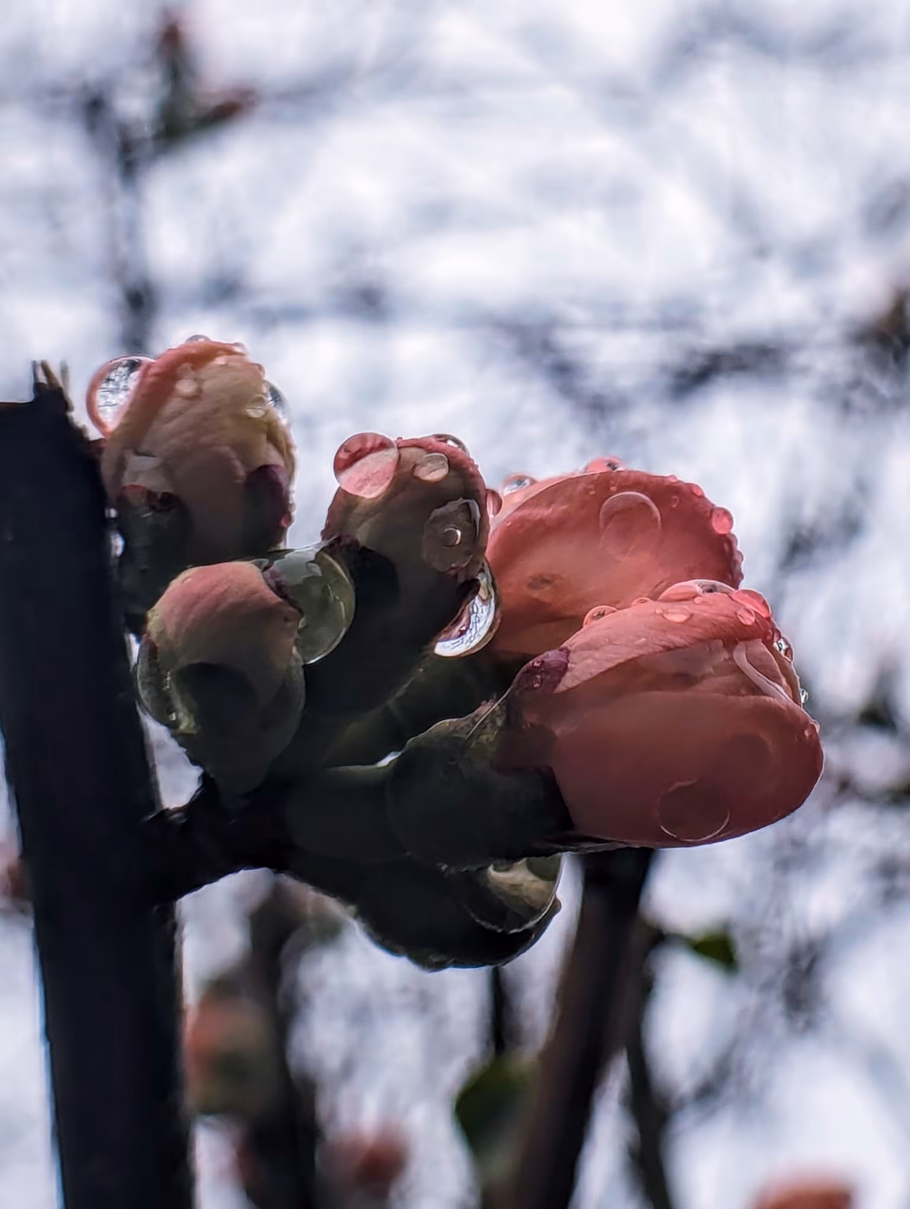 Water colour blossom