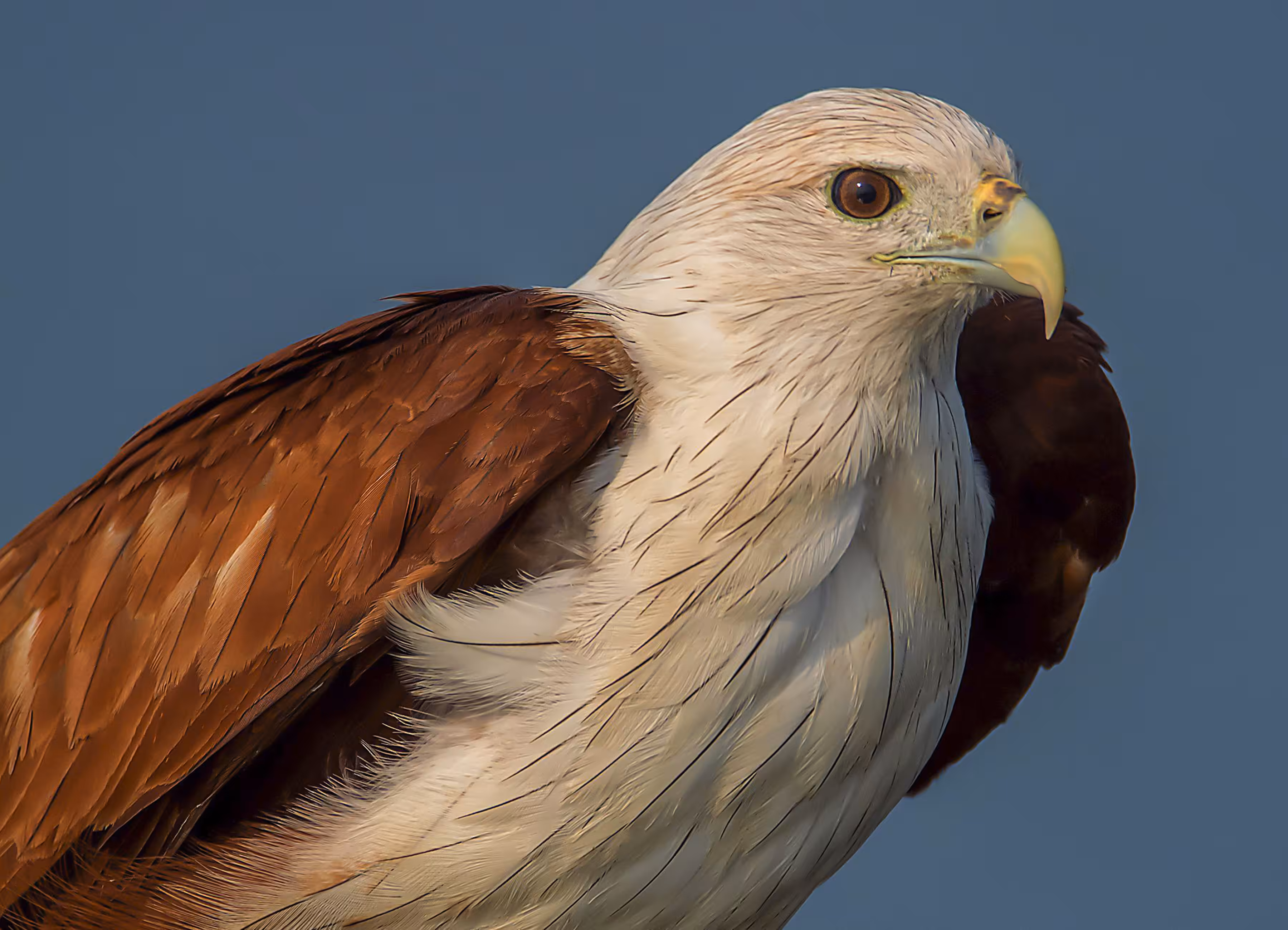Brahminy Kite