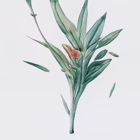 Floral Shift 03