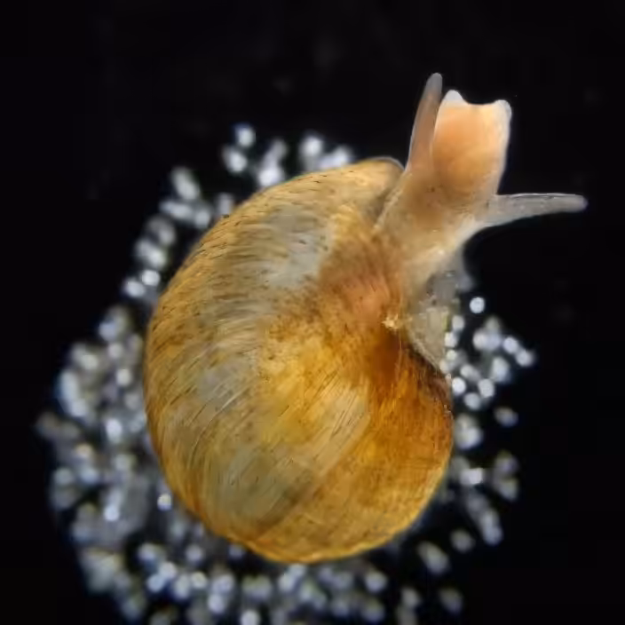 MicroMollusk