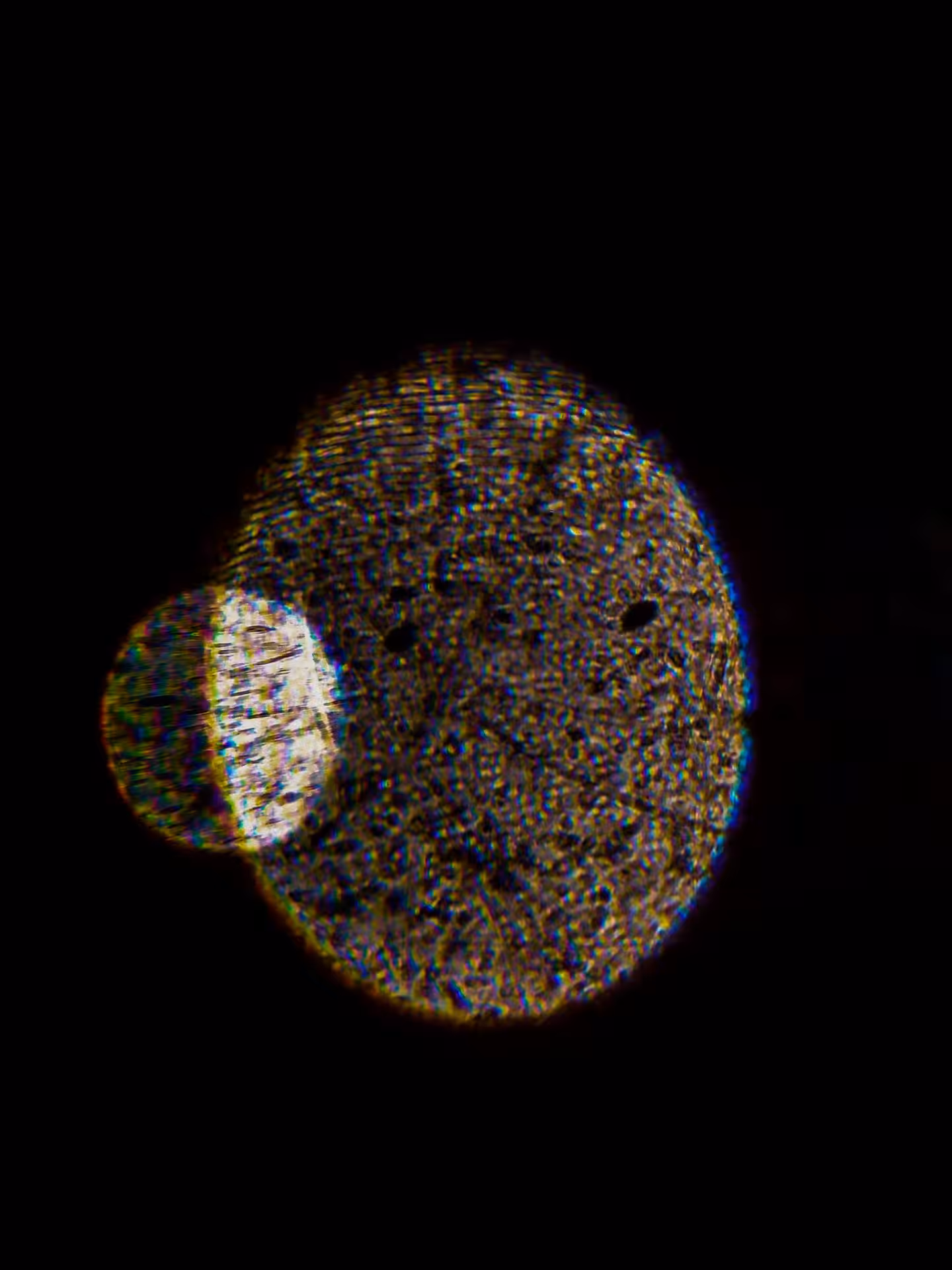 FINGERPRINT II