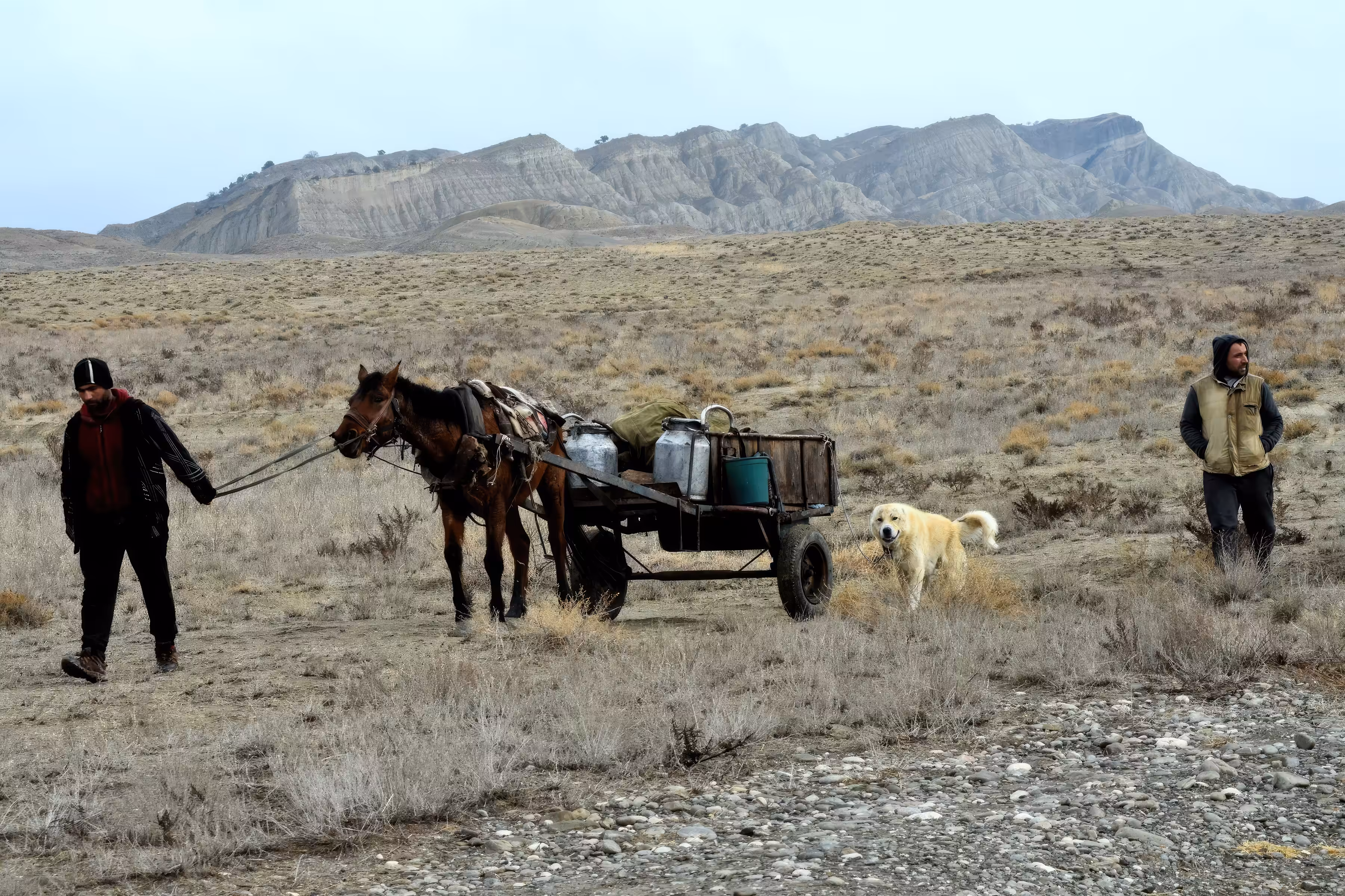 Shepherd on the way for errands