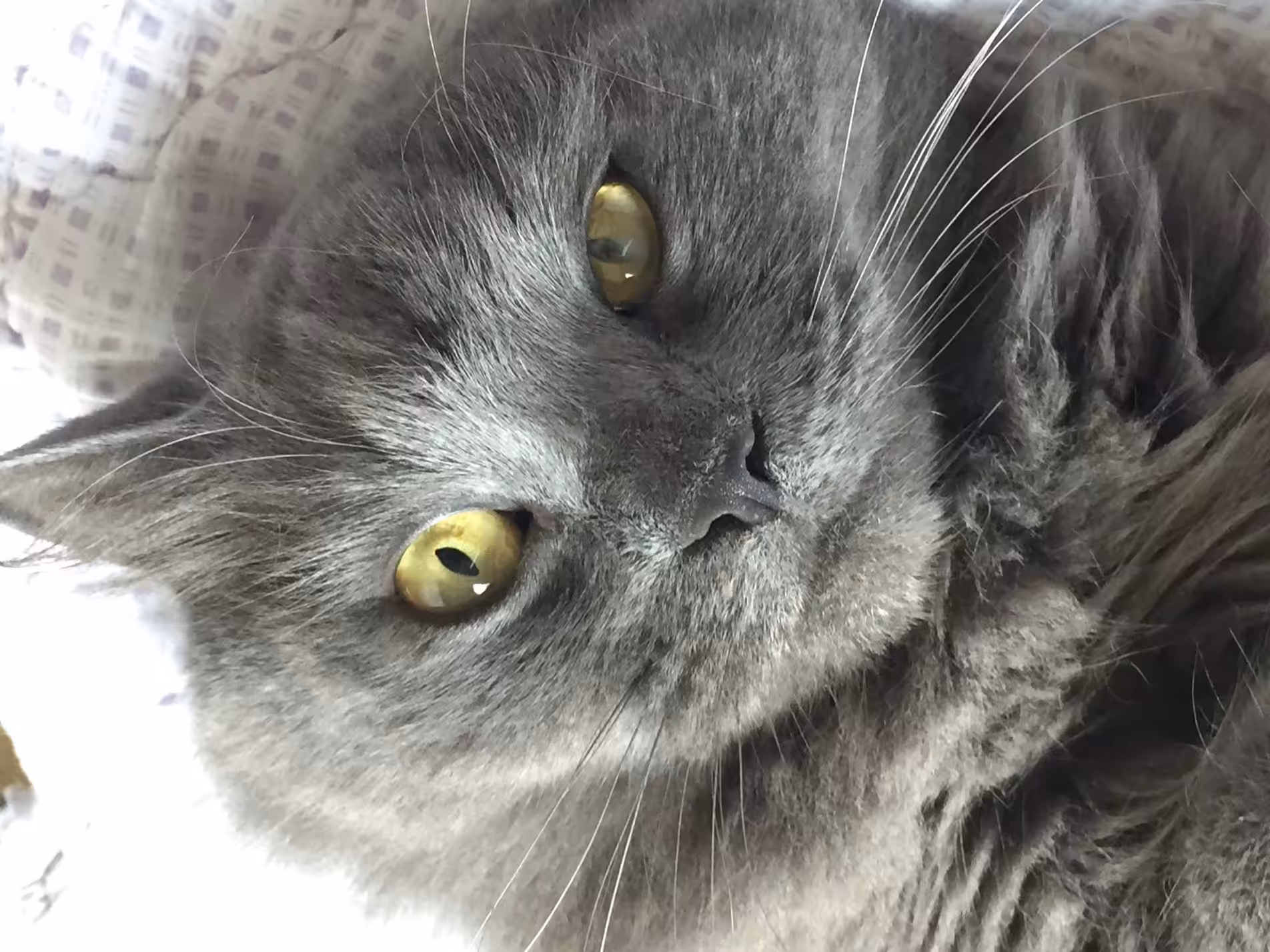 Leonardo
