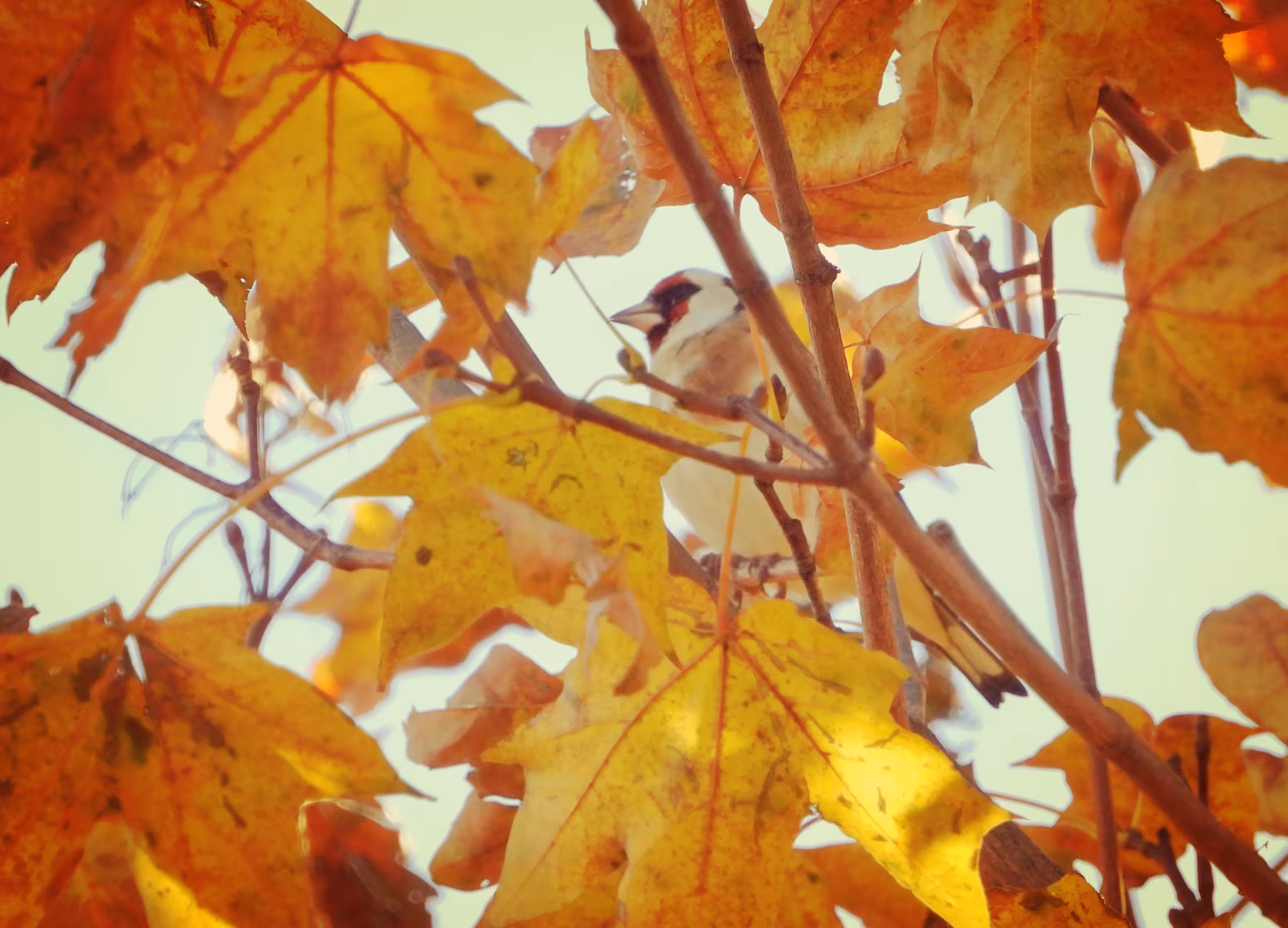 European Goldfinch Leaf Peeper