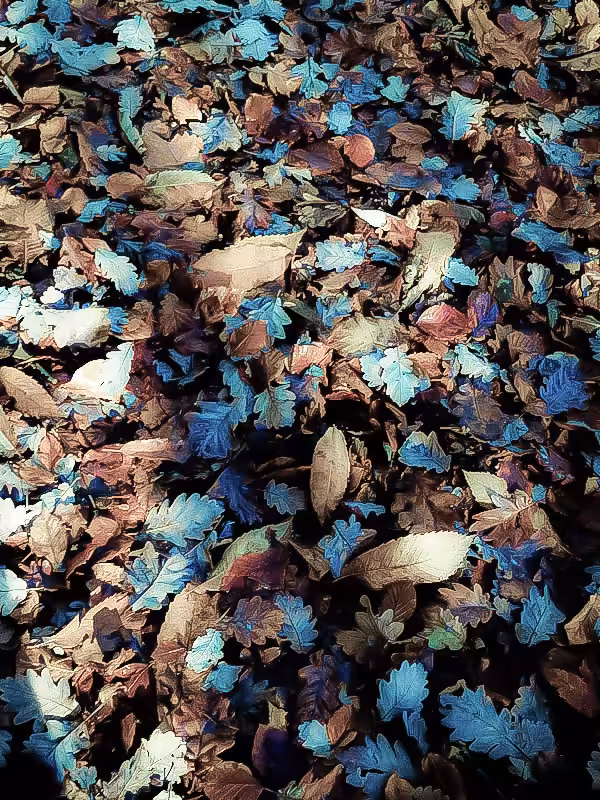 Nature's picture: Blue way in forest 