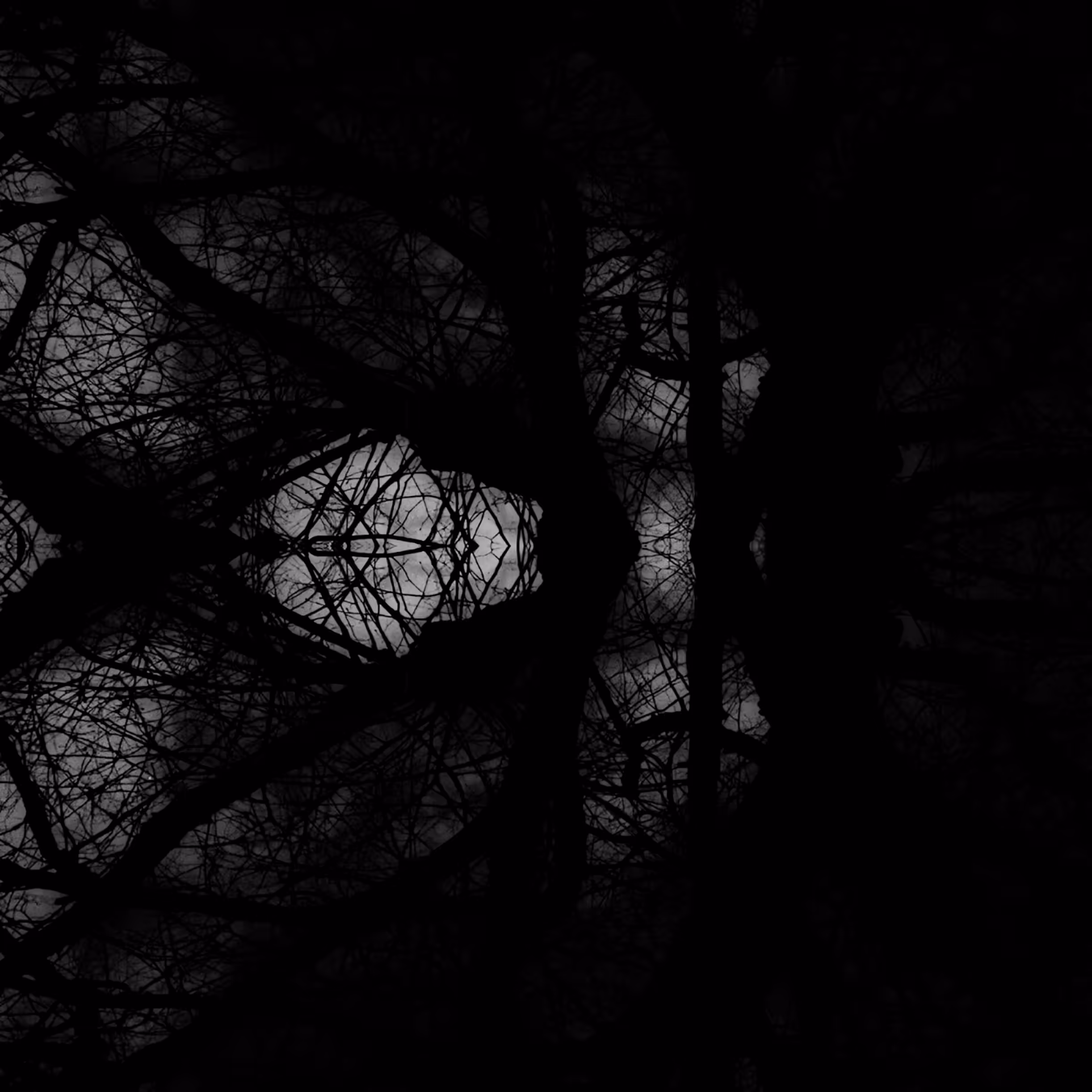 Spider nest