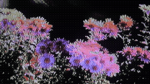 Warped Nature: sjali-