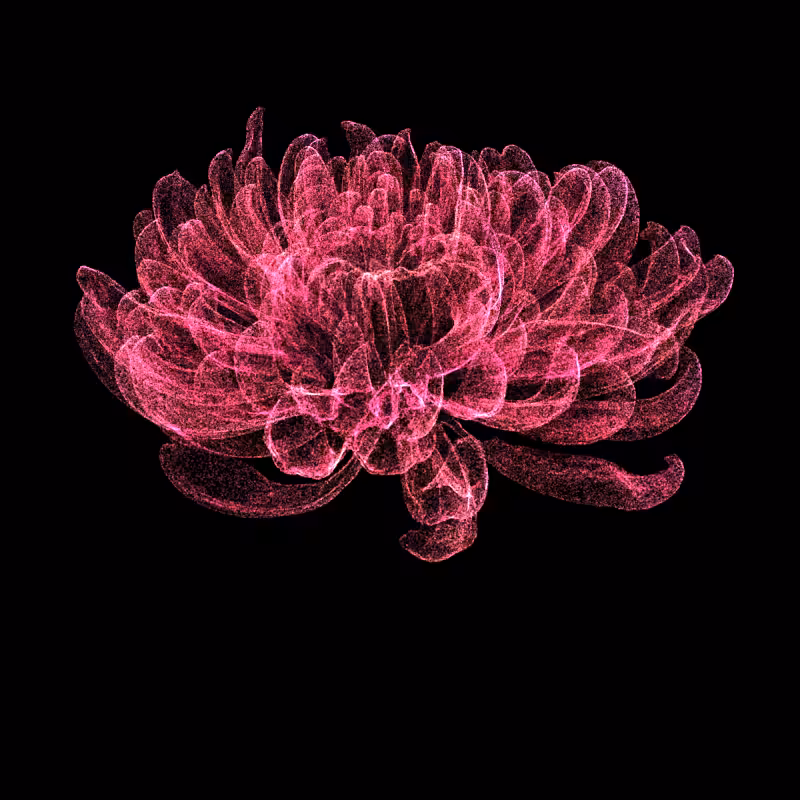Chrysanthemum Morifolium 30 #45