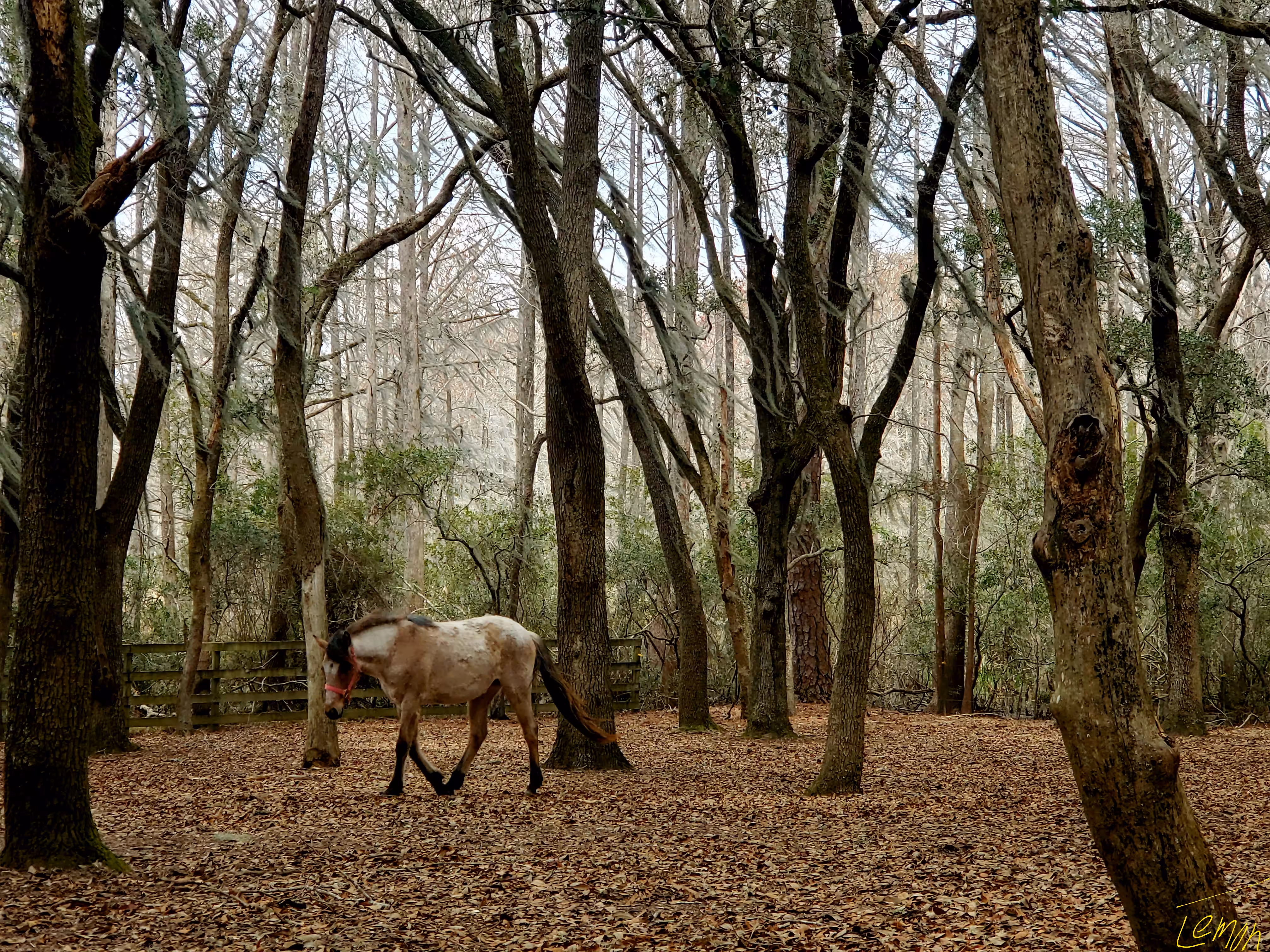 Wandering