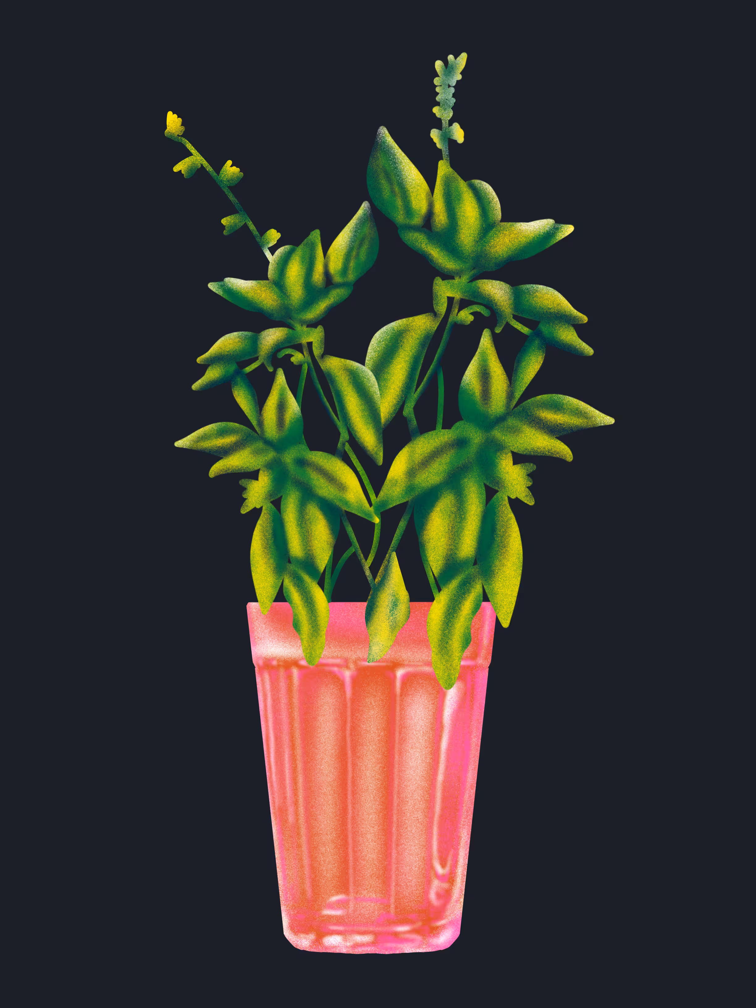 Basil