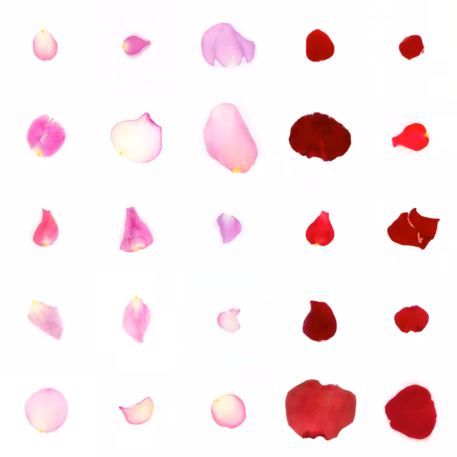Infinite Petals 5x5#20418