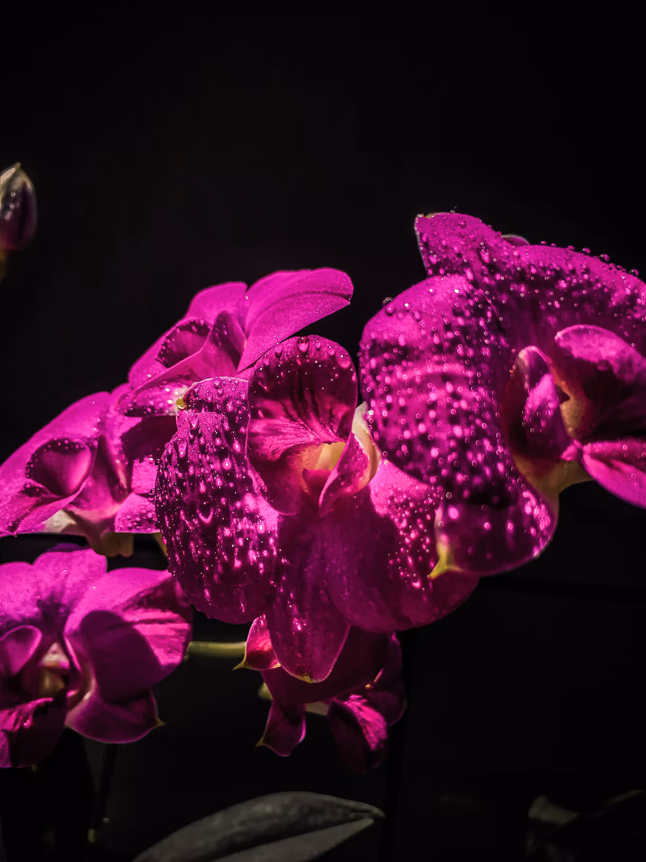 Wet Orchid II