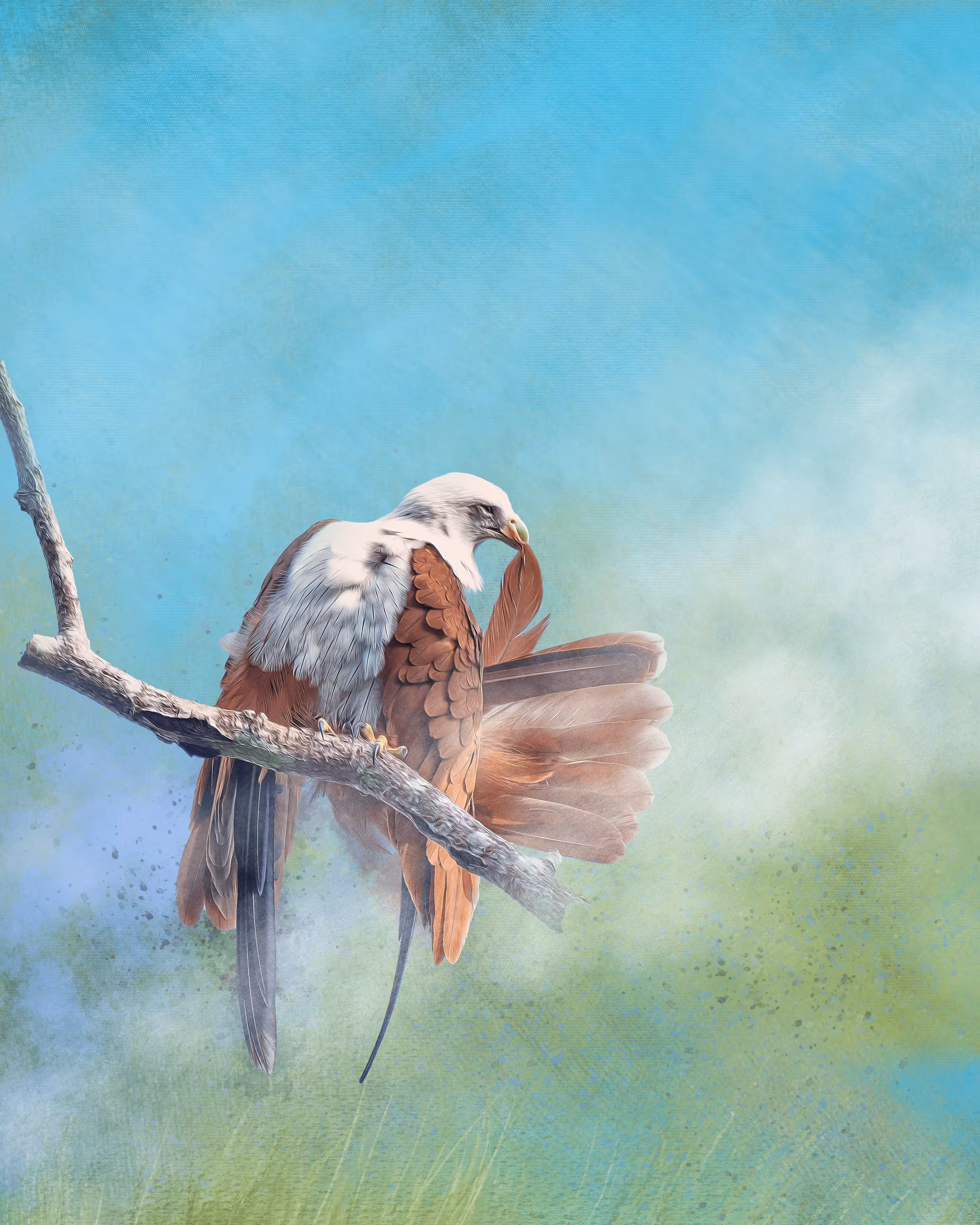 #11 The Brahminy Kite