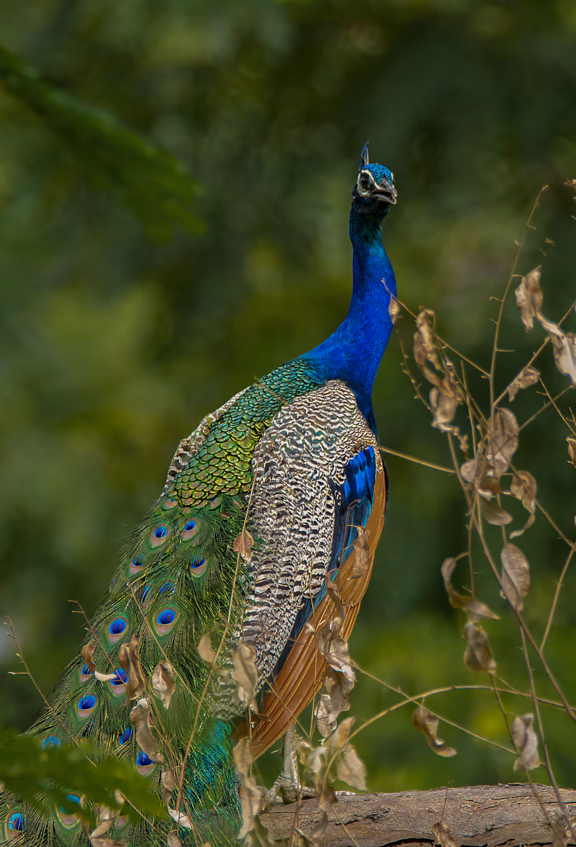 Peacock 