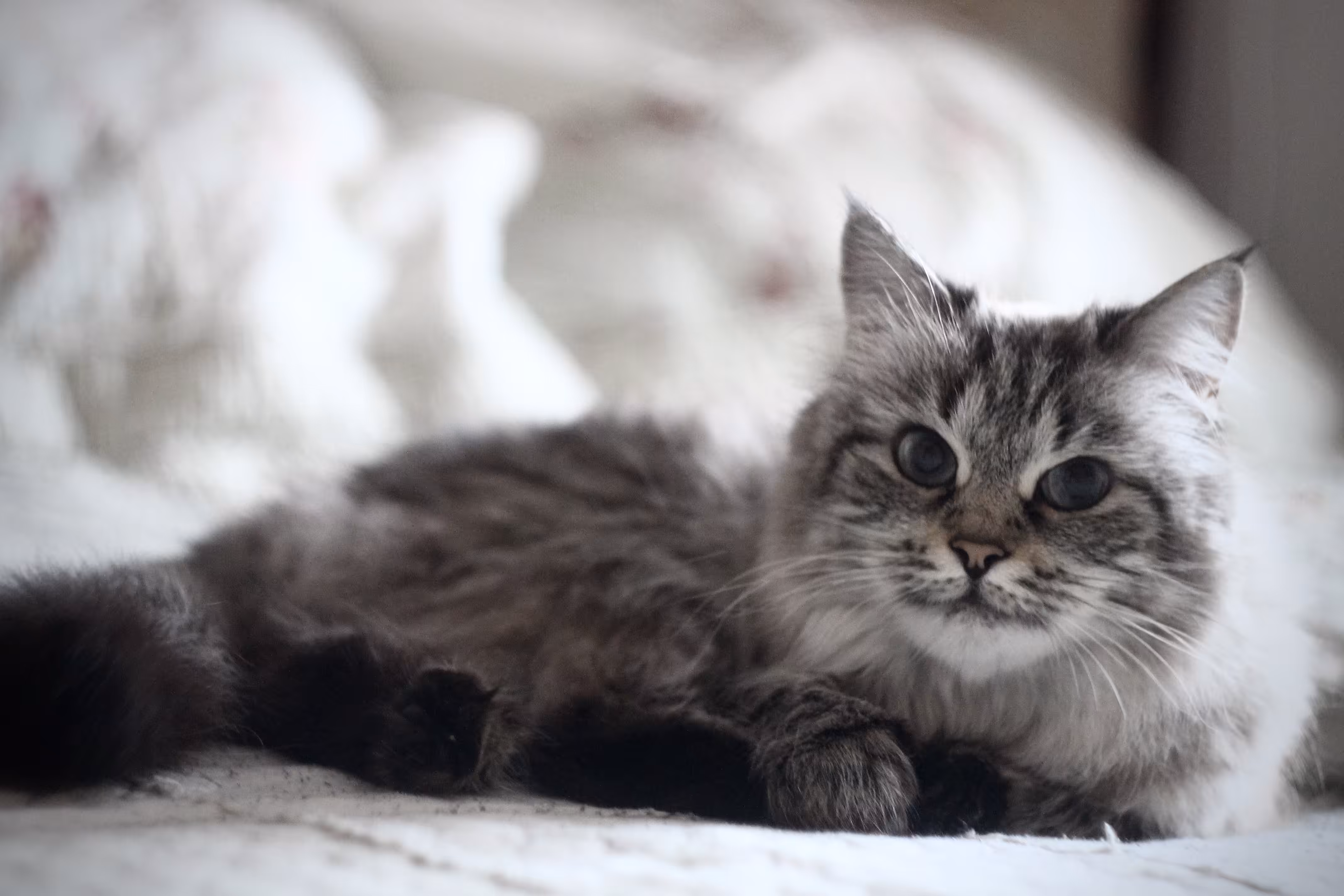 Fluffy