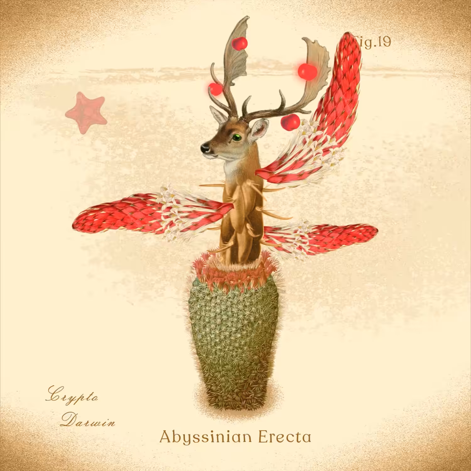 Abyssinian Erecta