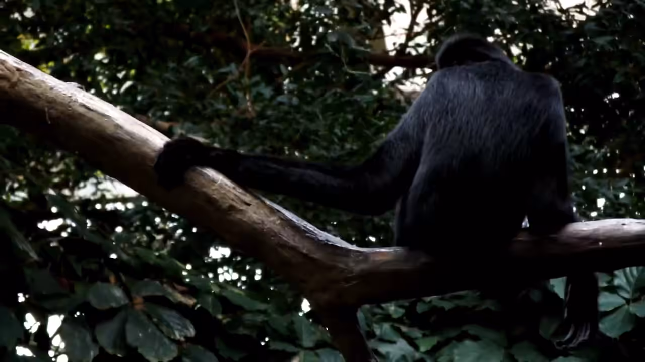 White Cheeked Gibbon