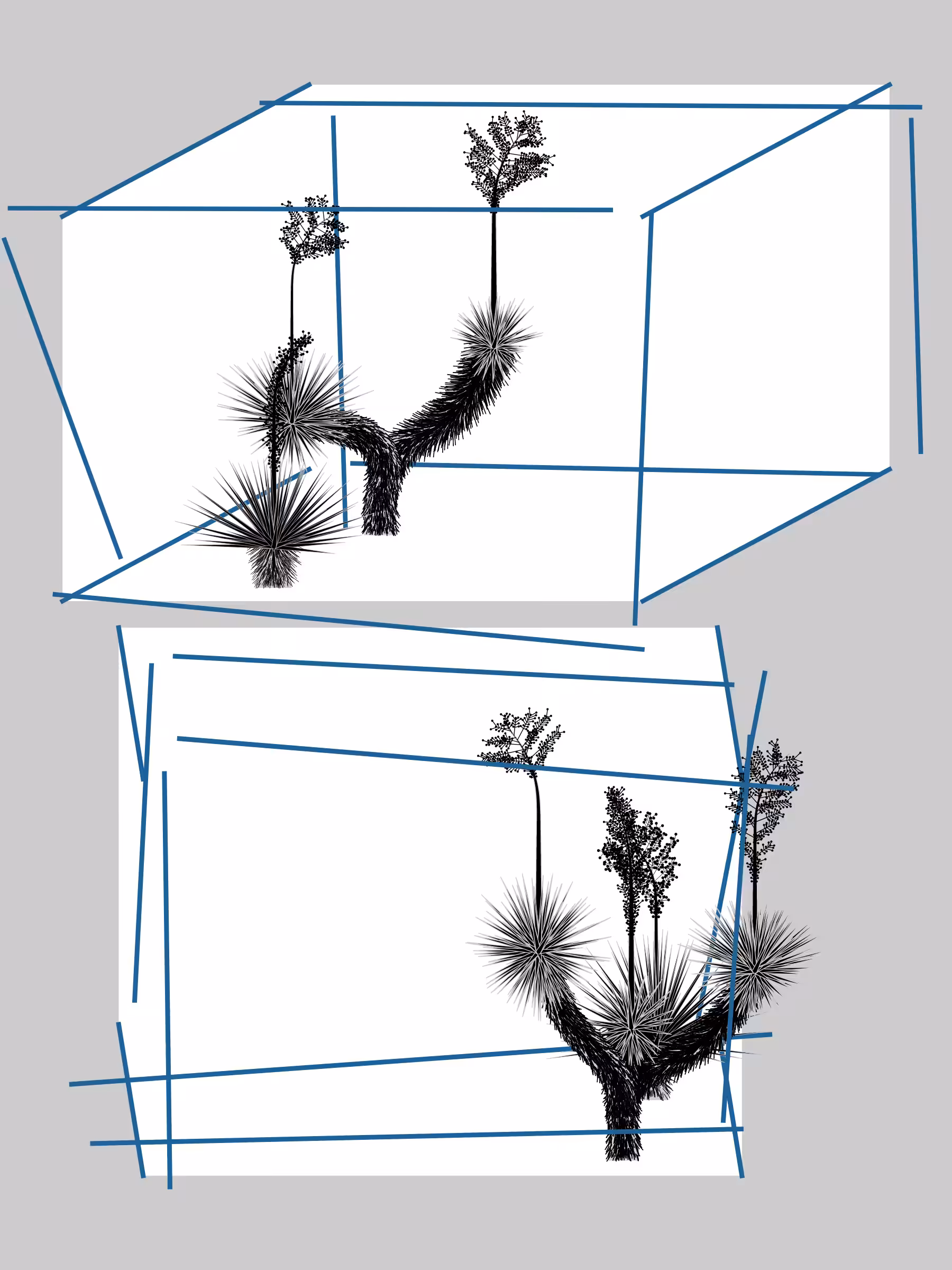 Marfa Yucca #214